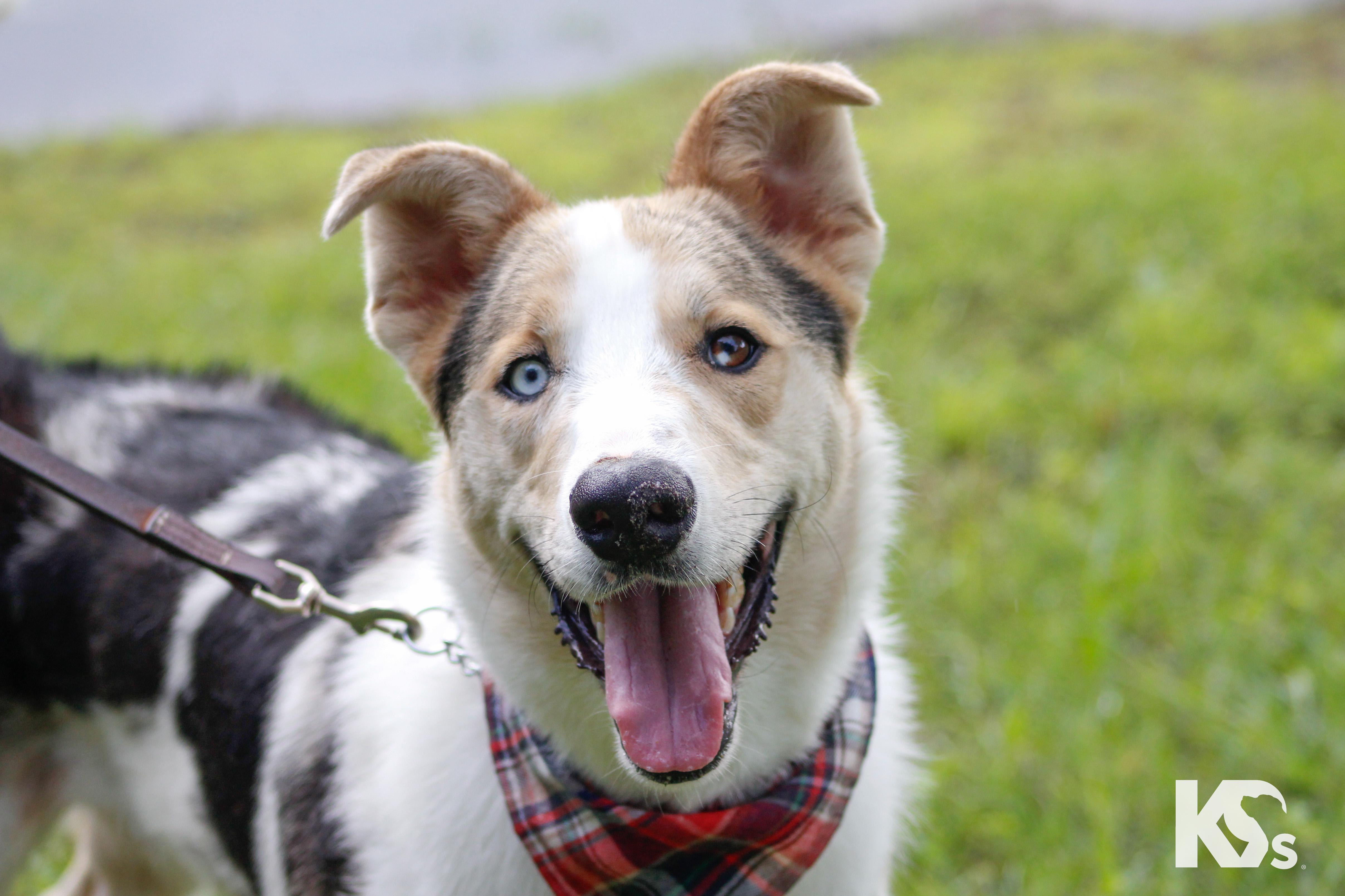 Skip, Adopted, Young Male Smooth Collie & Australian Shepherd.