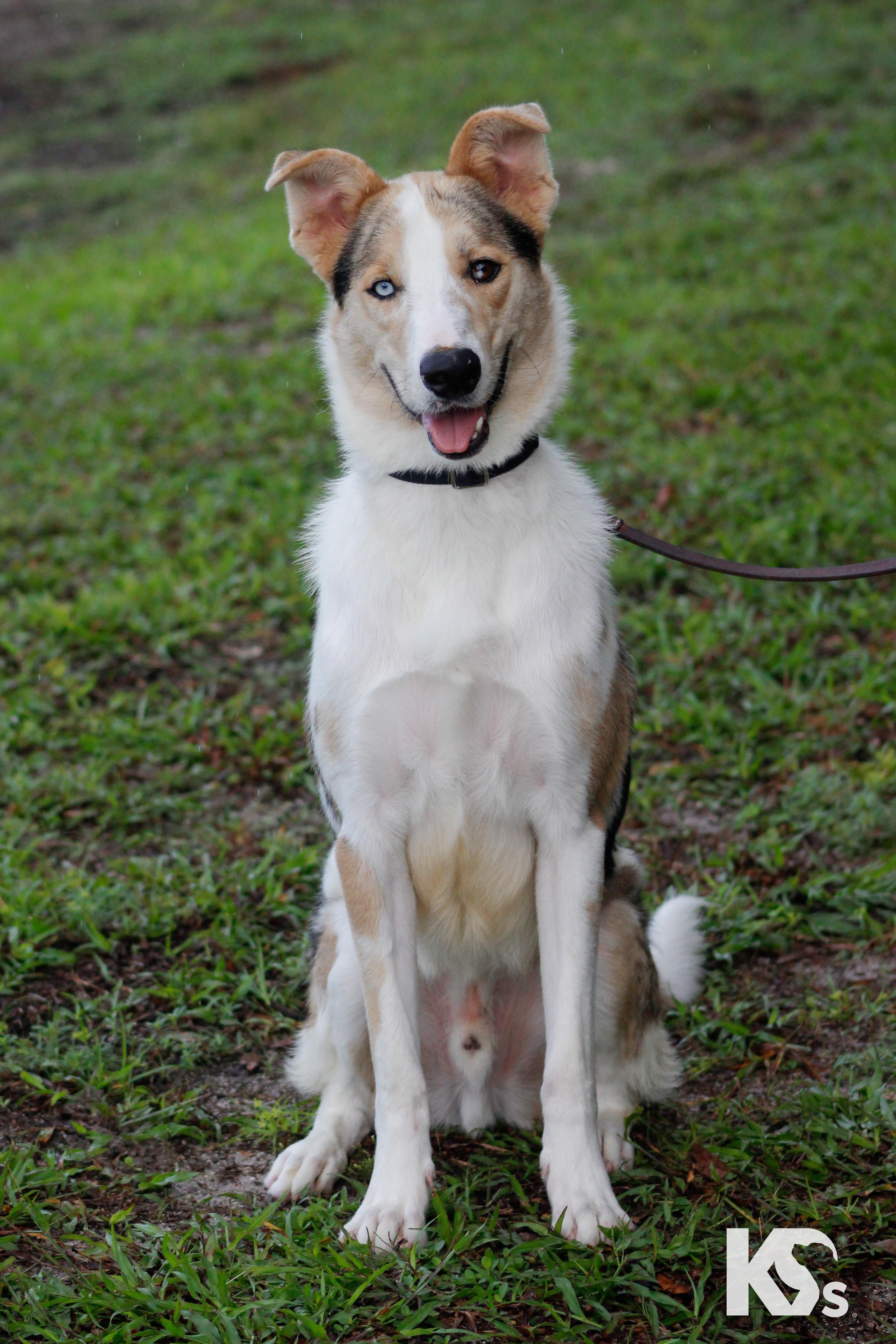 Enlarge Skip, a Adopted mixed breed in Ponte Vedra, FL image 6/6