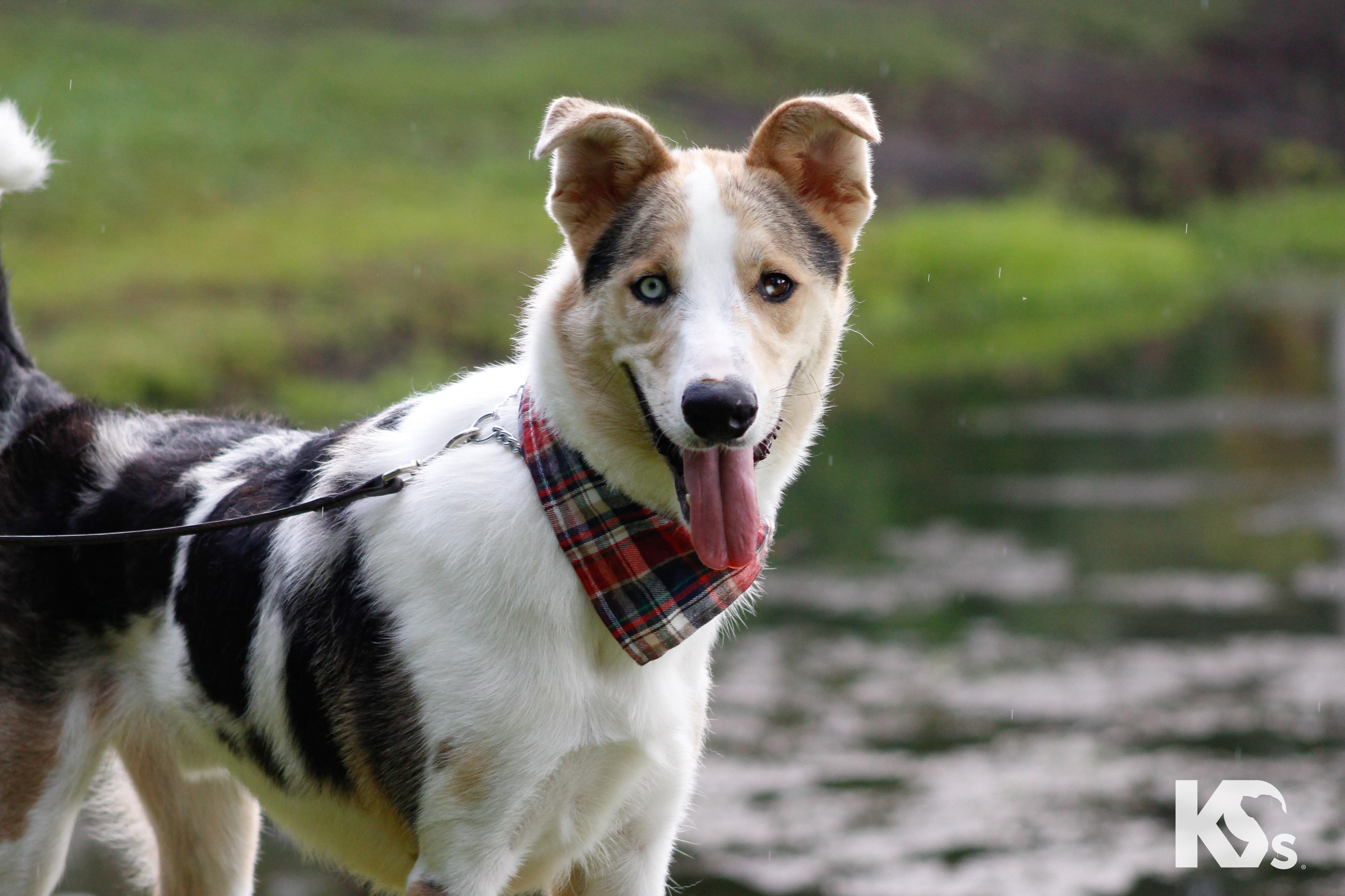 Enlarge Skip, a Adopted mixed breed in Ponte Vedra, FL image 5/6