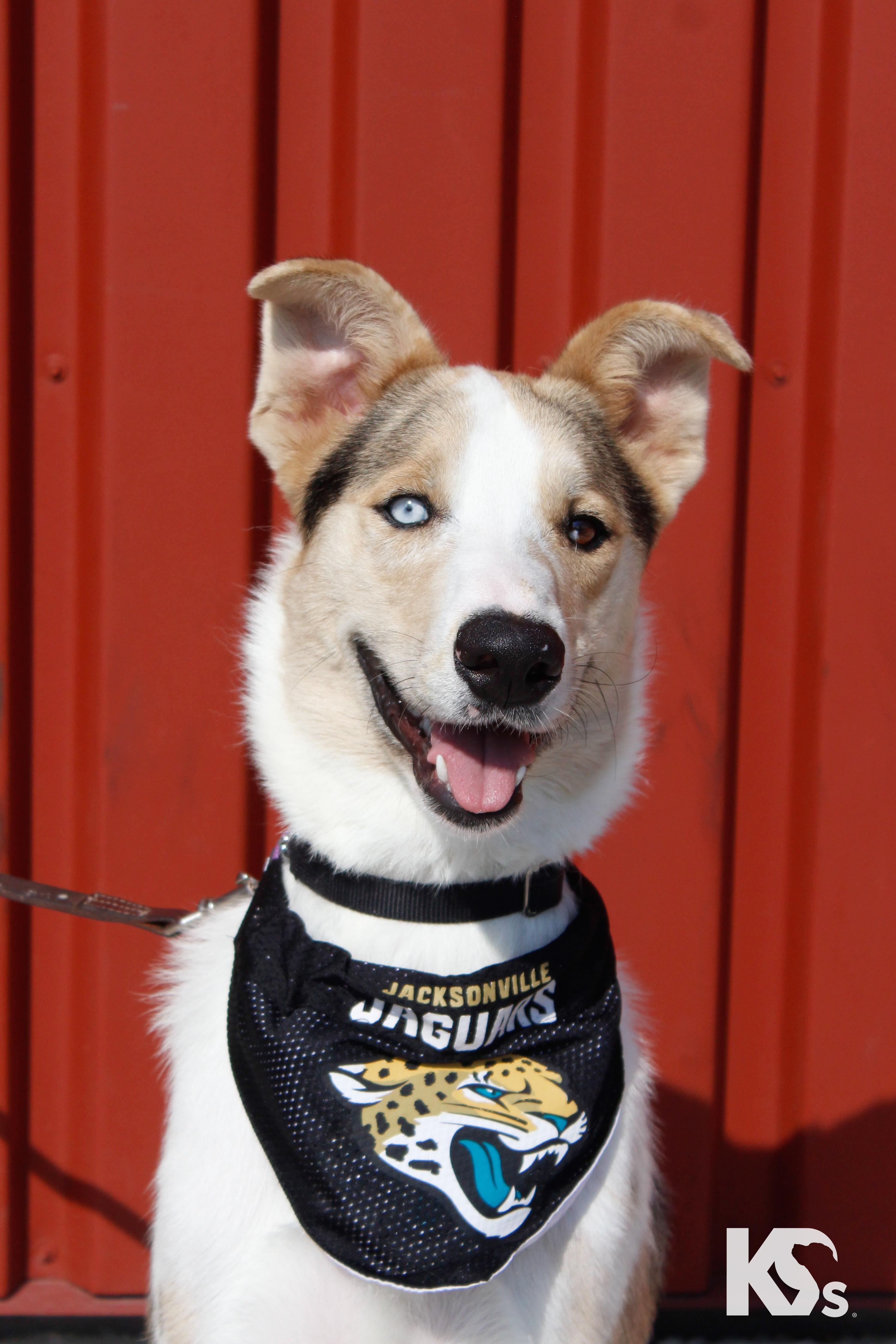 Enlarge Skip, a Adopted mixed breed in Ponte Vedra, FL image 4/6