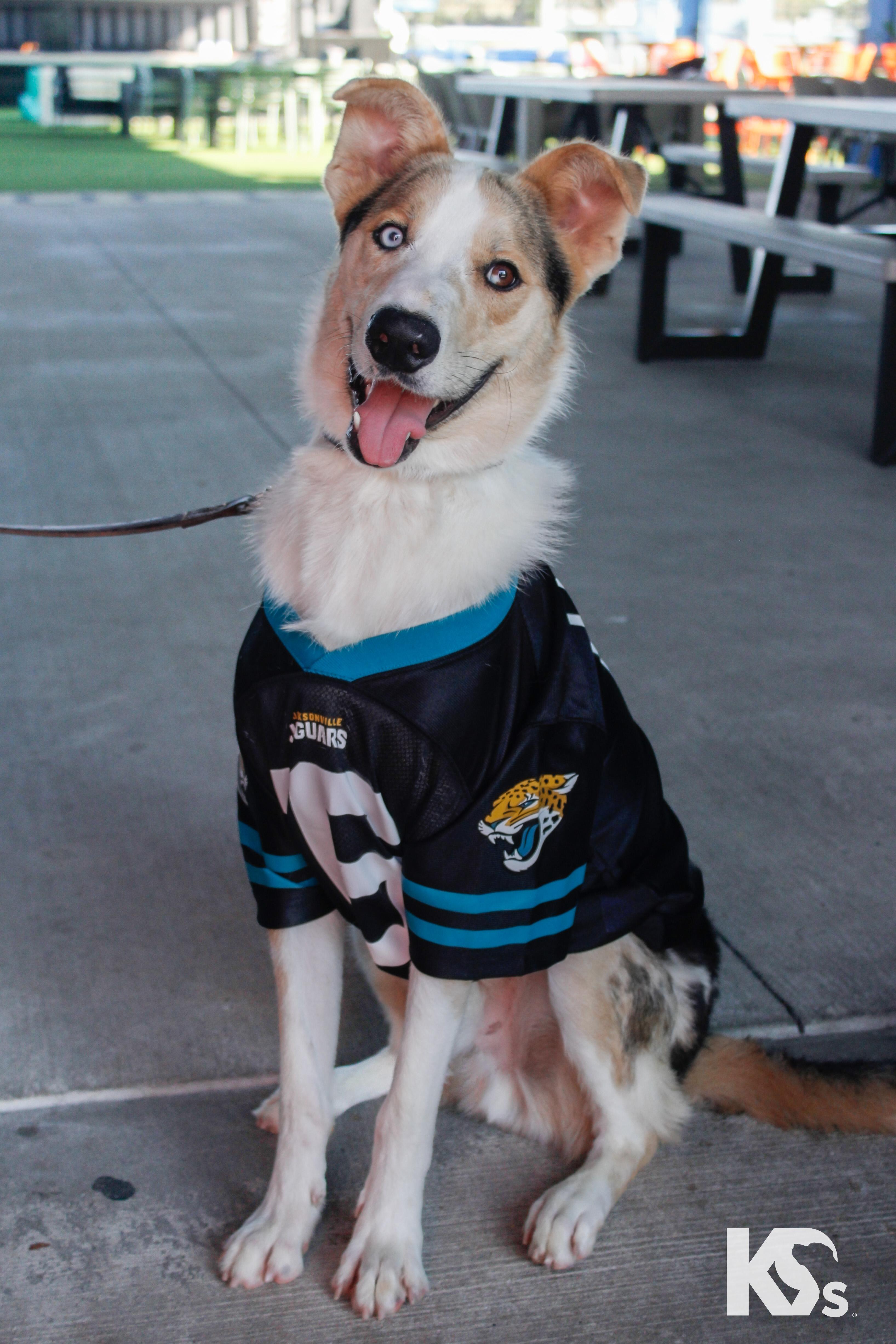 Enlarge Skip, a Adopted mixed breed in Ponte Vedra, FL image 3/6
