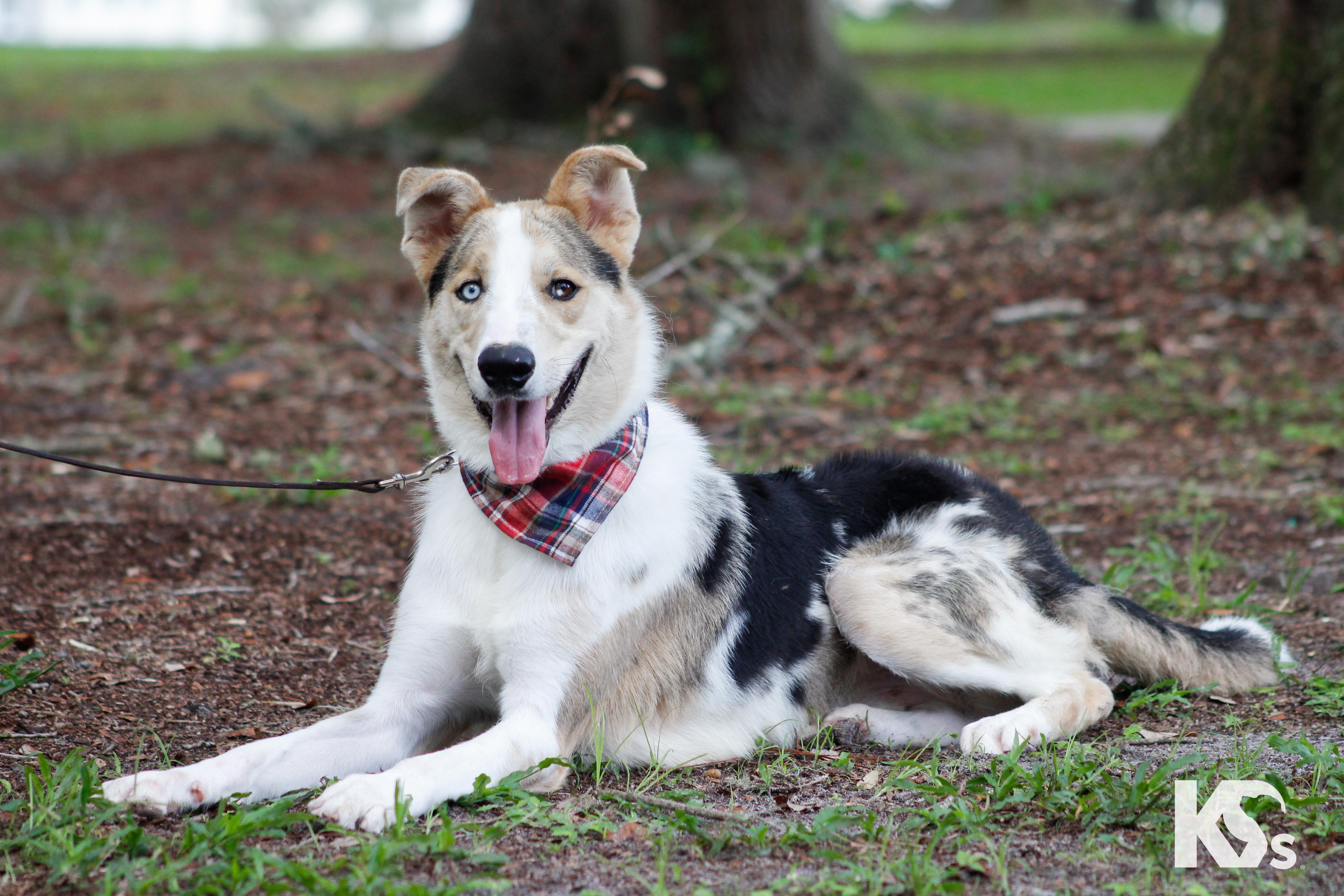 Enlarge Skip, a Adopted mixed breed in Ponte Vedra, FL image 2/6