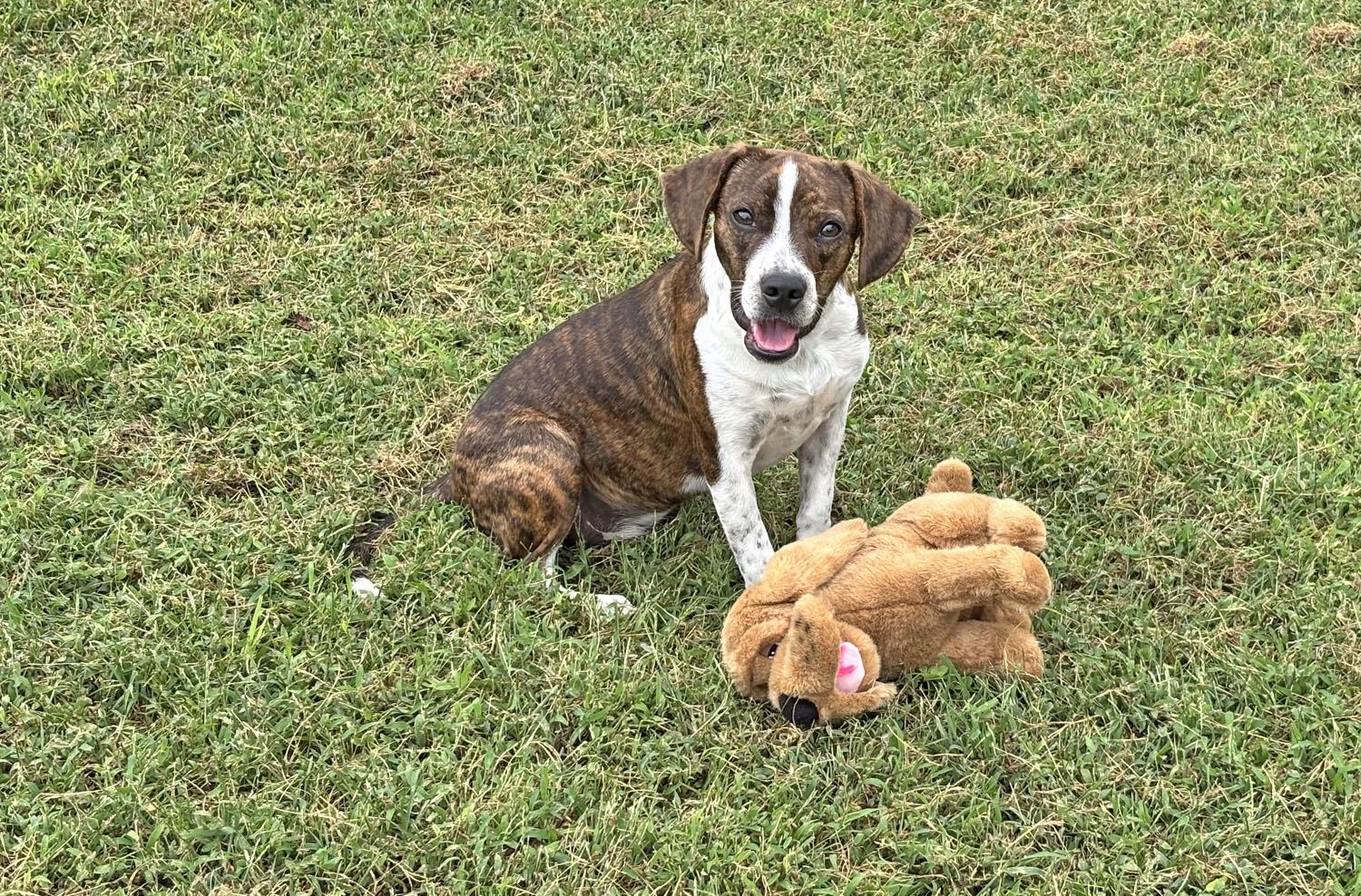 Zachariah, Adoptable, Young Male Beagle.