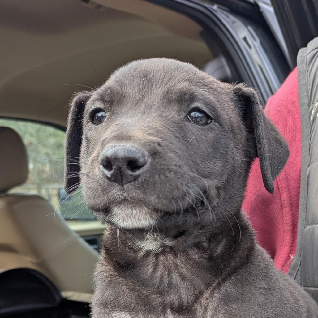 Zorro, Adoptable, Puppy Male Mixed Breed.