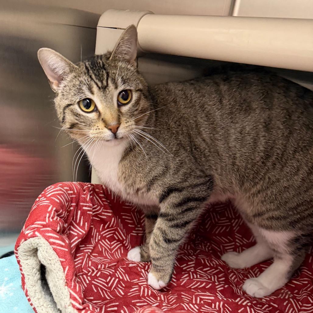 Enlarge Mavi, a Adoptable Domestic Short Hair in Detroit Lakes, MN image 1/6