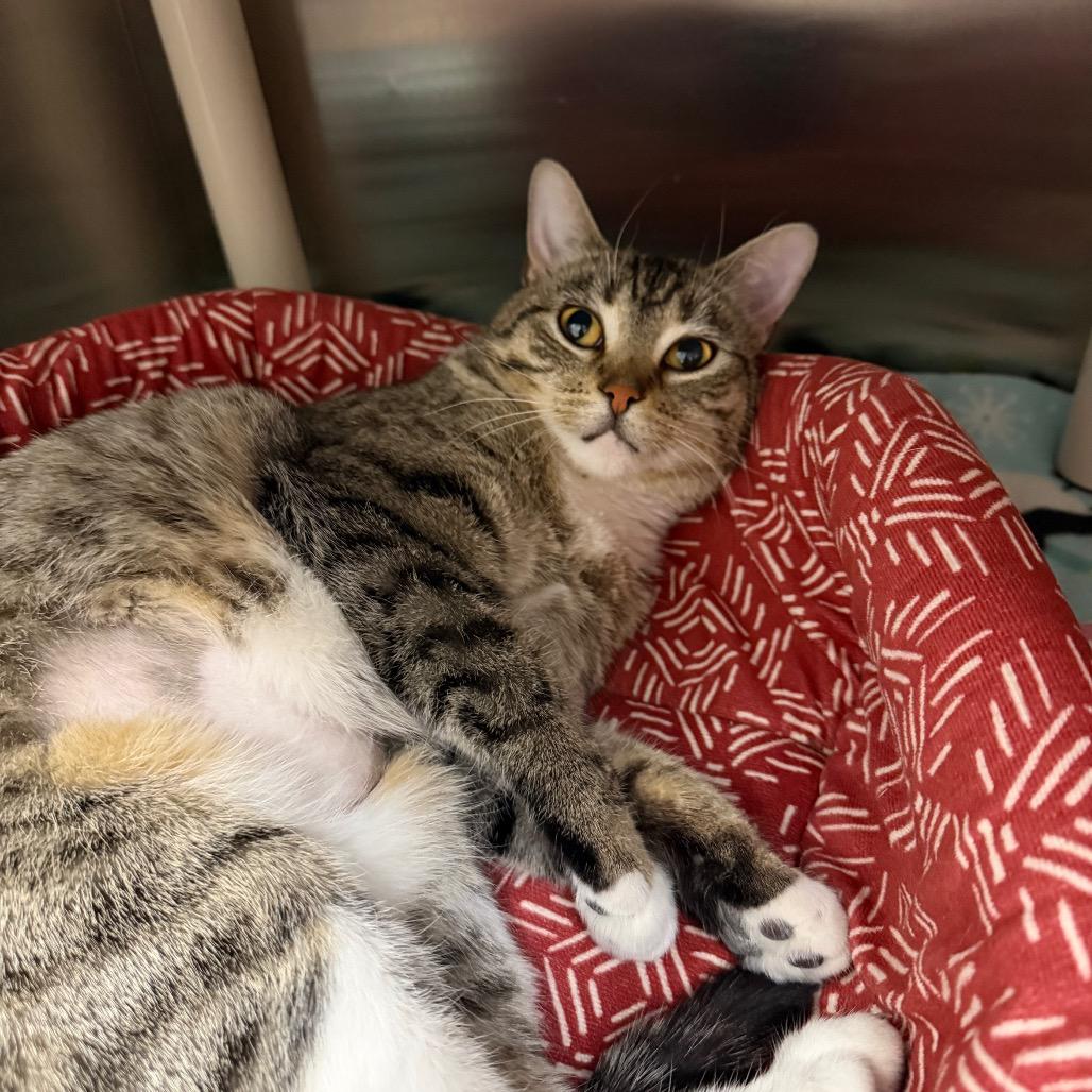 Enlarge Mavi, a Adoptable Domestic Short Hair in Detroit Lakes, MN image 2/6