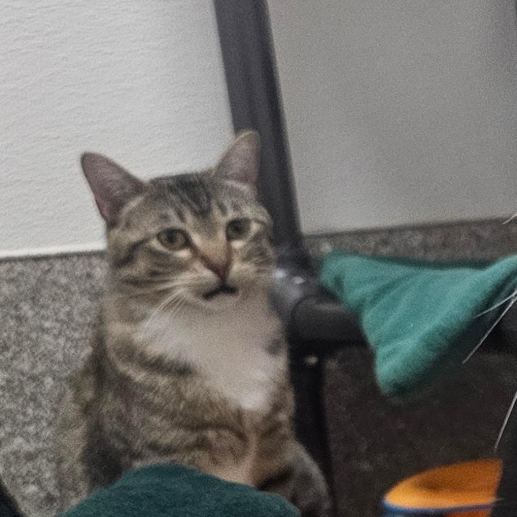 Enlarge Mavi, a Adoptable Domestic Short Hair in Detroit Lakes, MN image 3/6