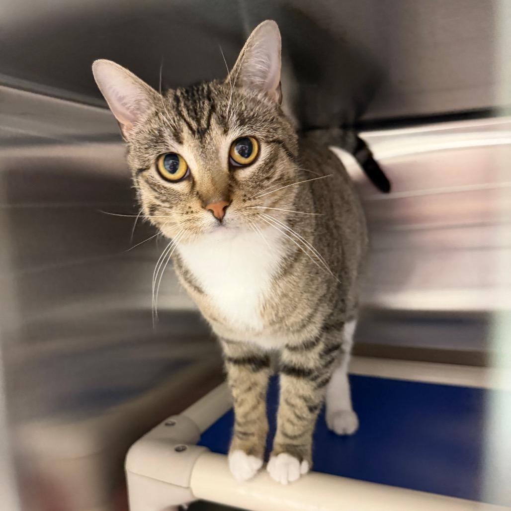 Enlarge Mavi, a Adoptable Domestic Short Hair in Detroit Lakes, MN image 4/6