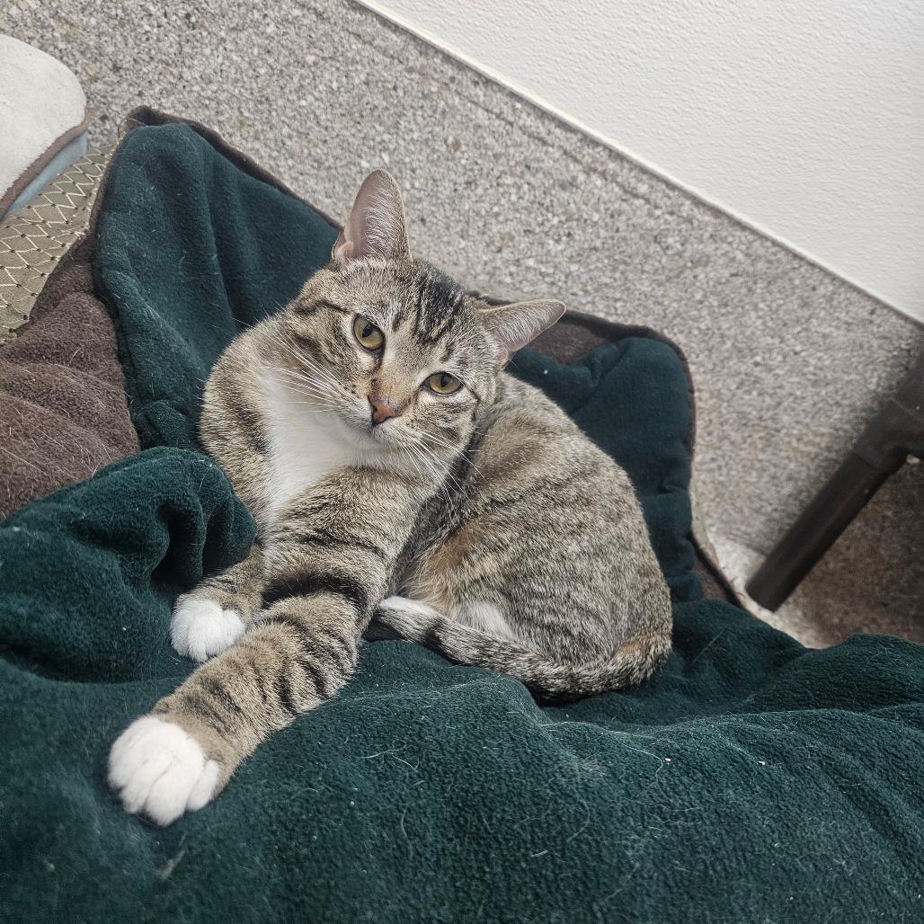 Enlarge Mavi, a Adoptable Domestic Short Hair in Detroit Lakes, MN image 5/6