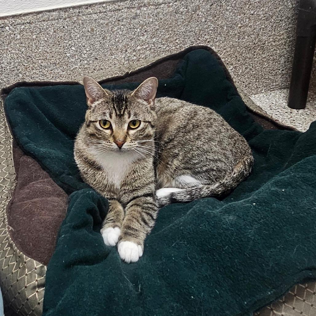 Enlarge Mavi, a Adoptable Domestic Short Hair in Detroit Lakes, MN image 6/6