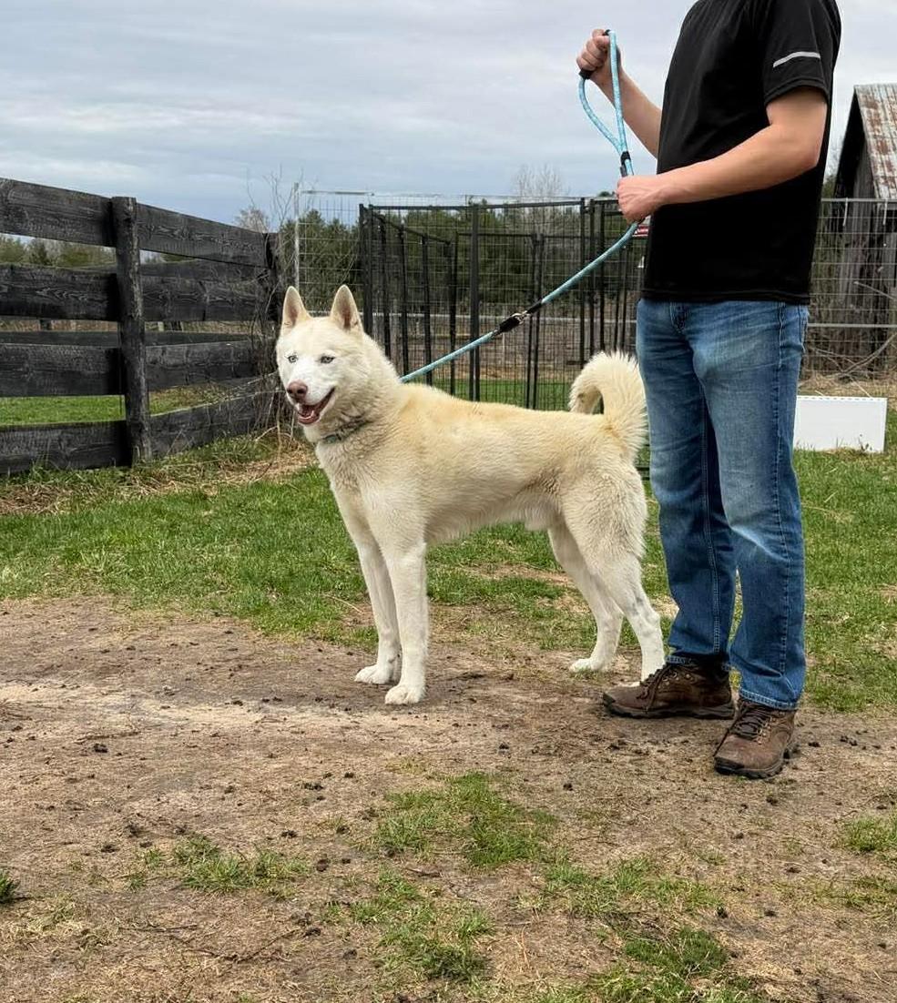 Angel, a ADOPTABLE Siberian Husky in Lisle, ON image 2/3