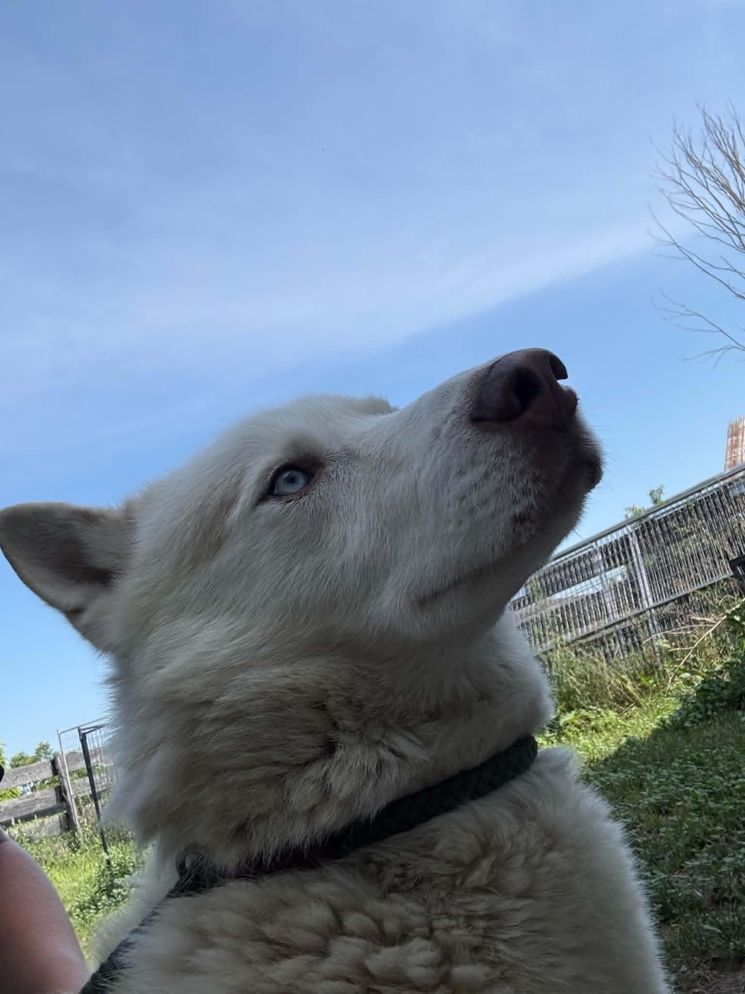 Angel, ADOPTABLE, Adult Male Siberian Husky.