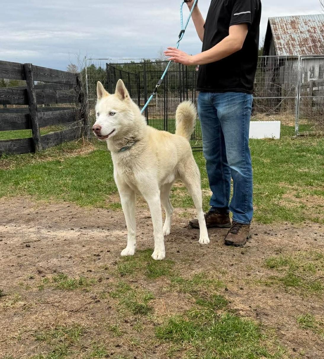 Angel, a ADOPTABLE Siberian Husky in Lisle, ON image 3/3