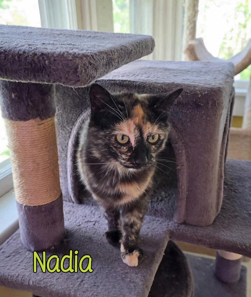 Nadia, Adoptable, Young Female Domestic Short Hair.