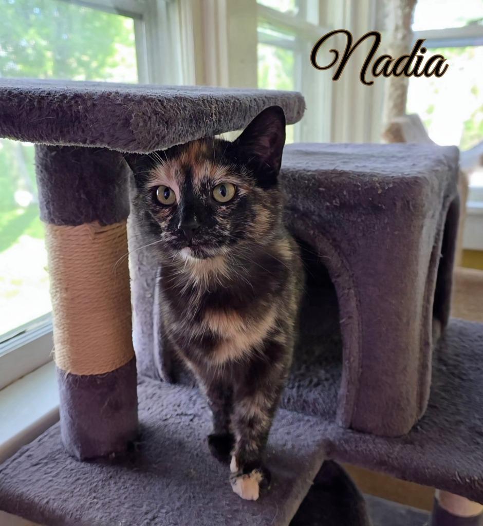 Enlarge Nadia, a Adoptable mixed breed in Port Clinton, OH image 2/5