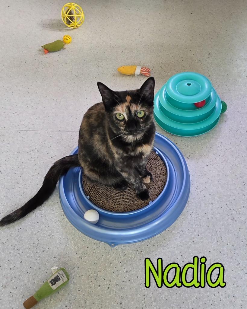 Enlarge Nadia, a Adoptable mixed breed in Port Clinton, OH image 3/5