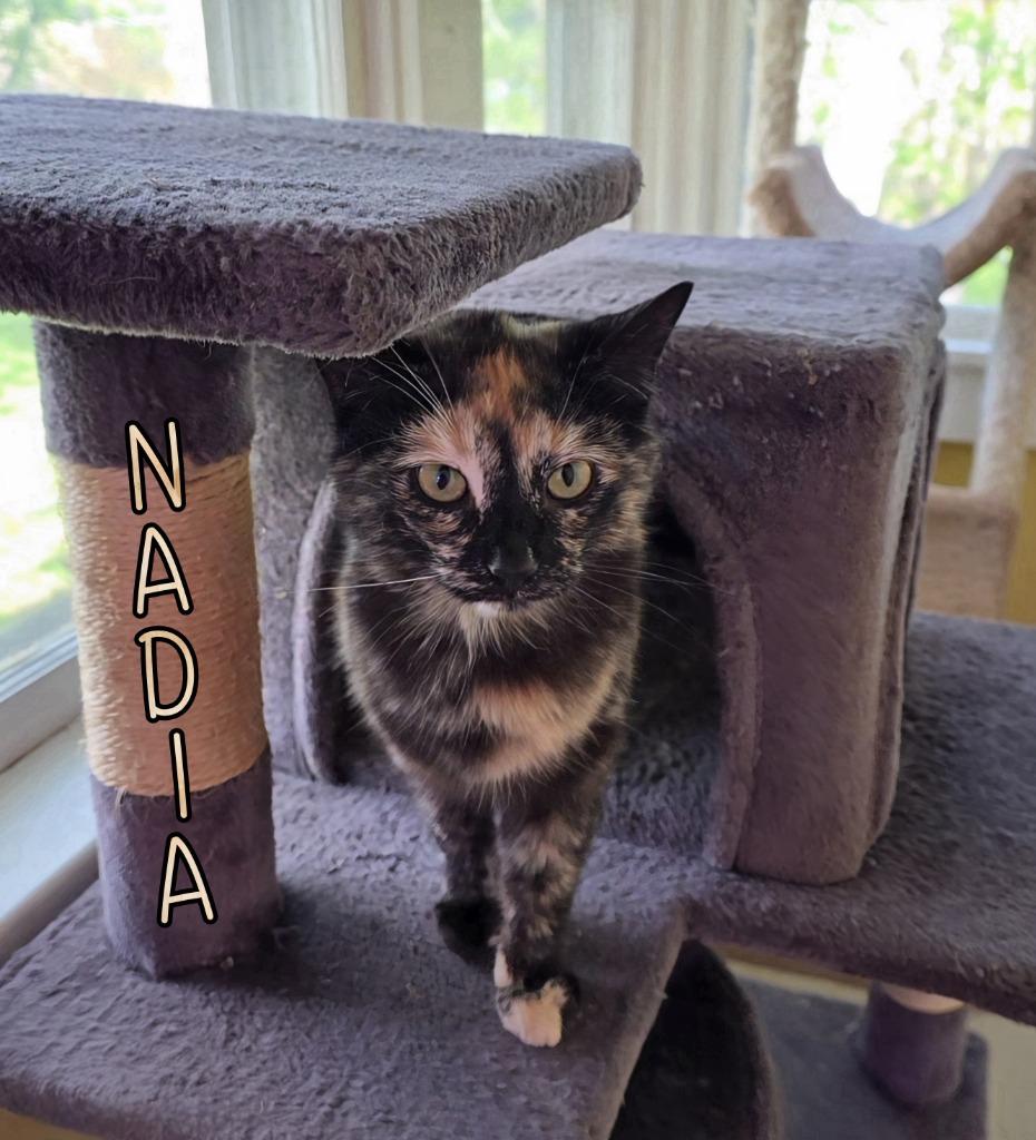 Enlarge Nadia, a Adoptable mixed breed in Port Clinton, OH image 4/5