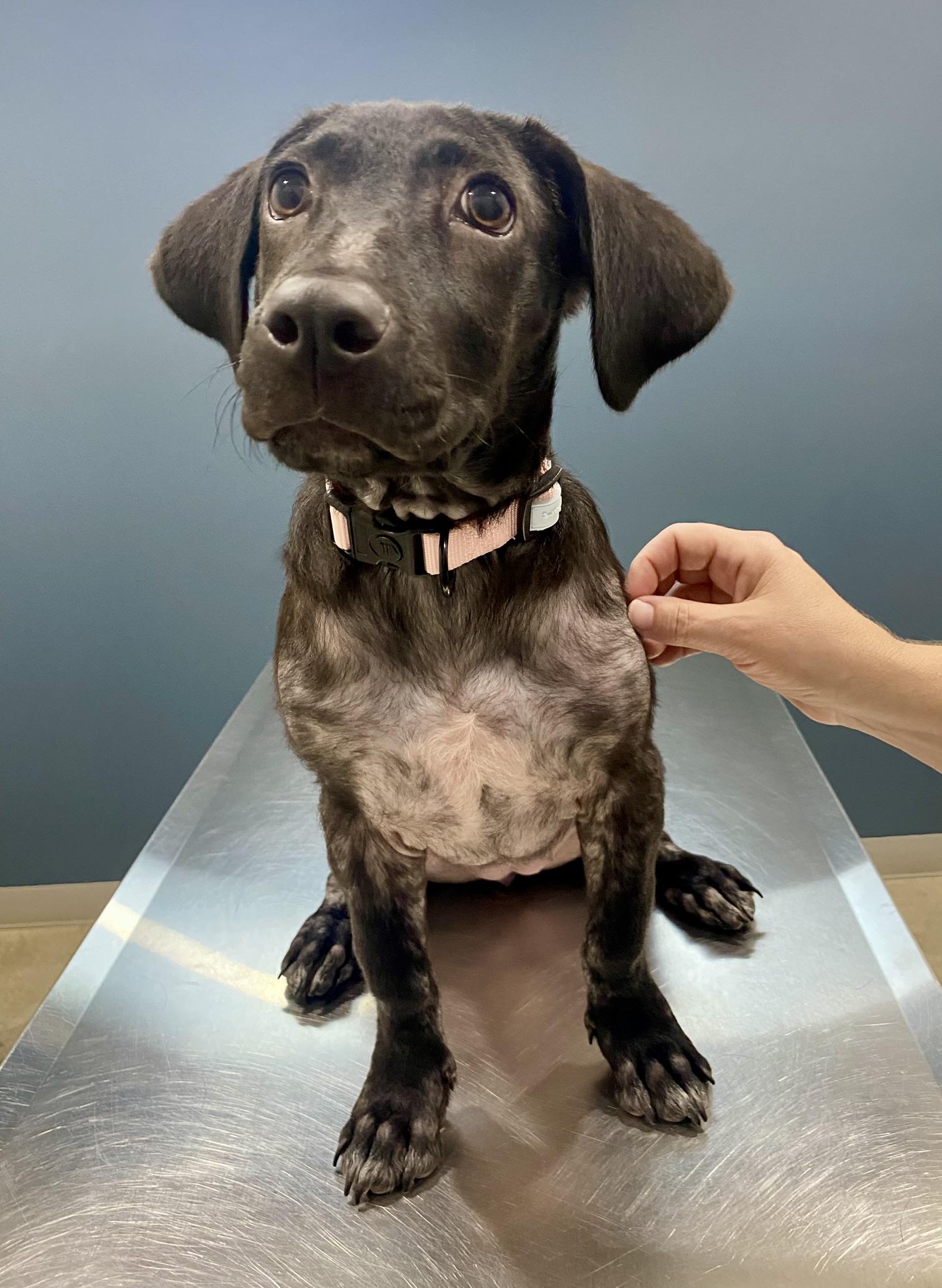 Jasmine, Adoptable, Young Female Labrador Retriever & Basset Hound.