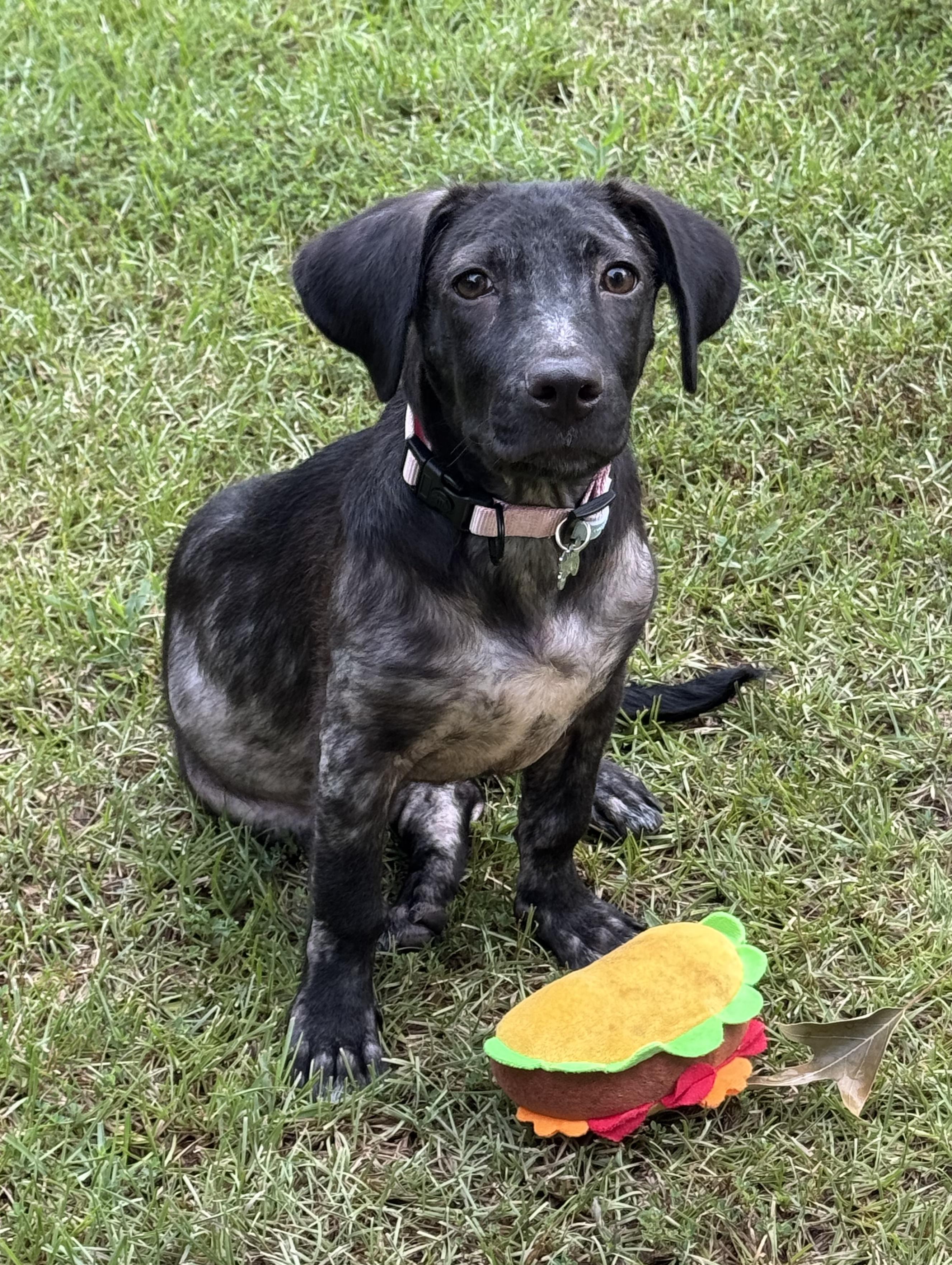 Jasmine, a Adoptable mixed breed in Glastonbury, CT image 2/4