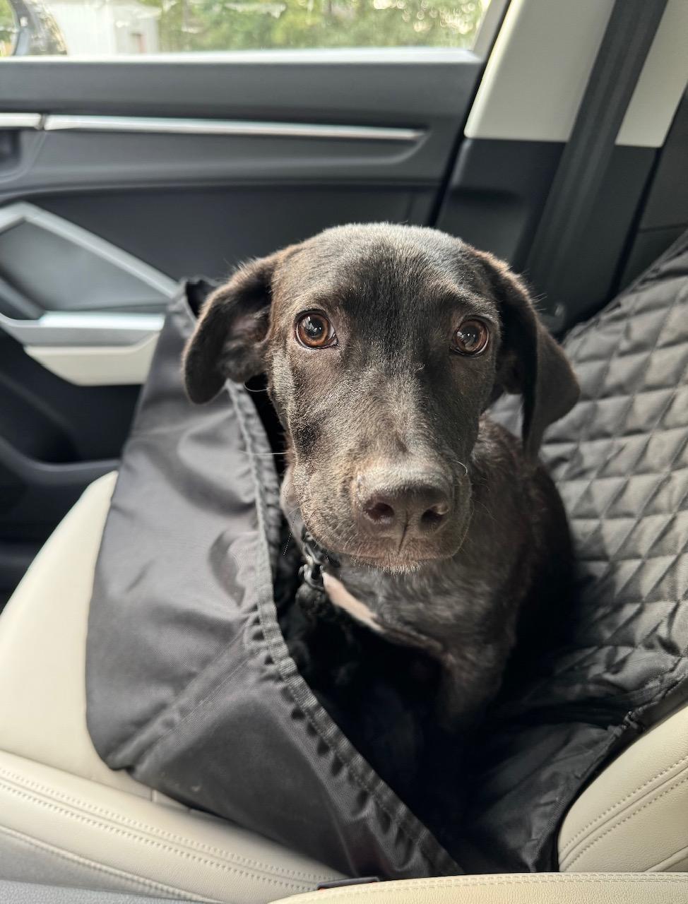 Jasmine, a Adoptable mixed breed in Glastonbury, CT image 3/4