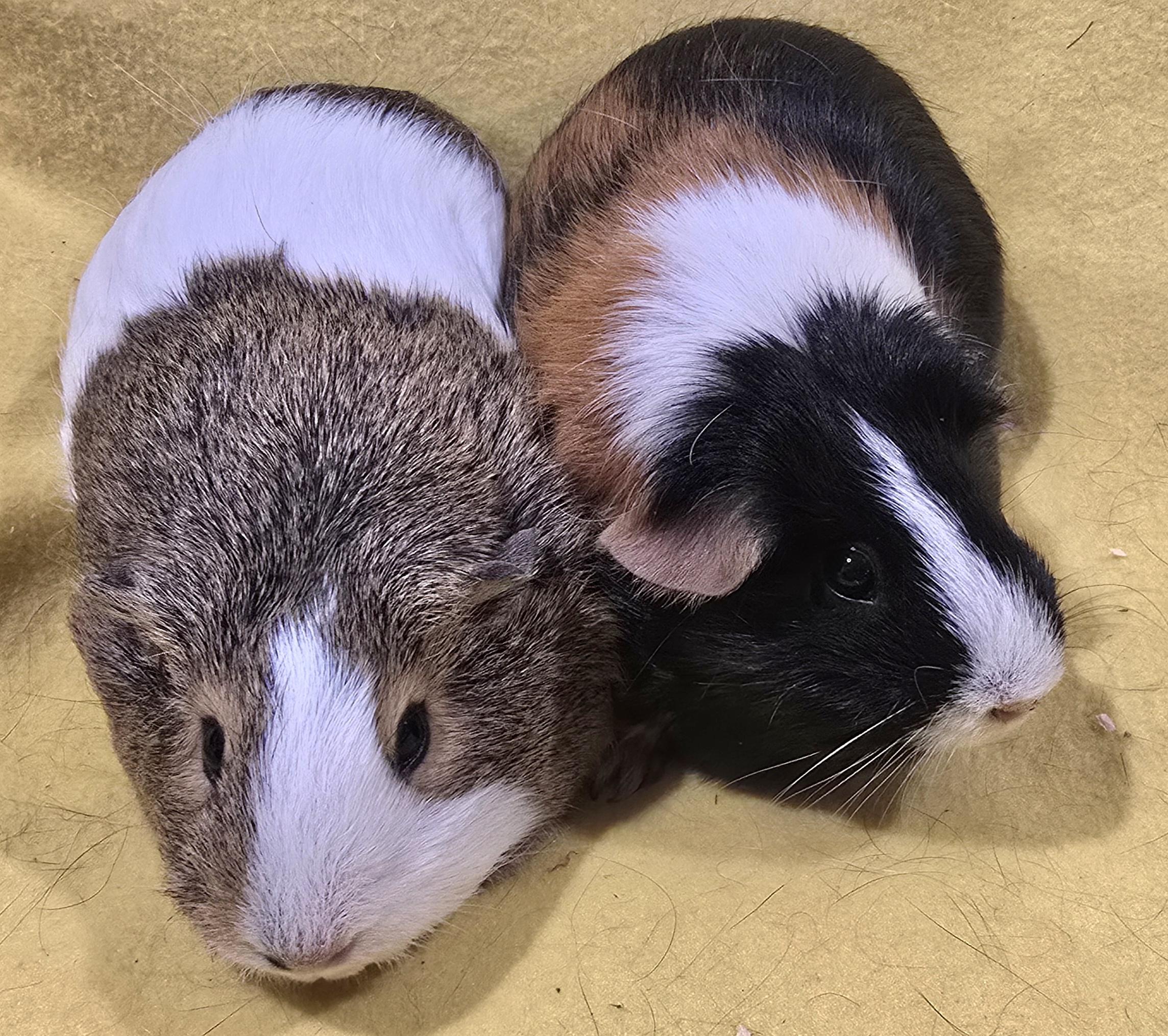 Olive and Aggie, adopted, Young Female Guinea Pig.