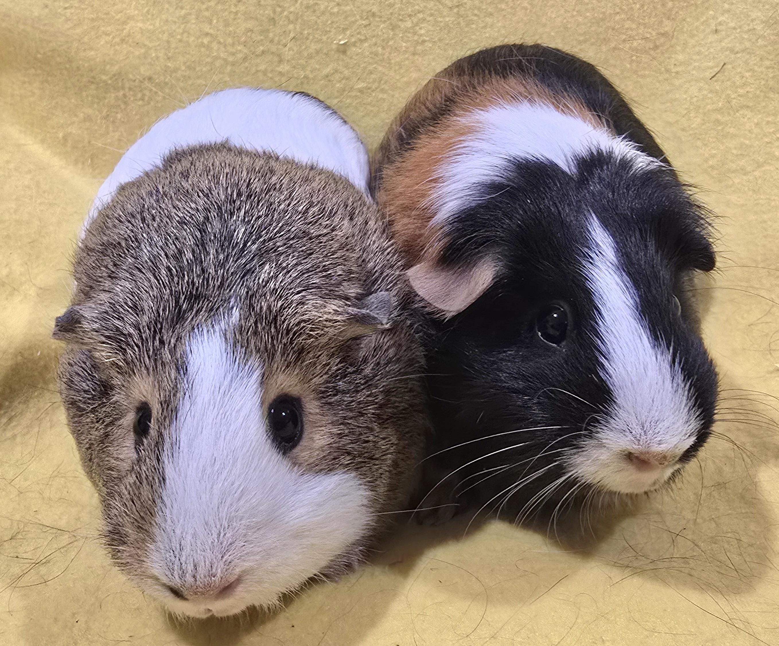 Enlarge Olive and Aggie, an adopted Guinea Pig in New Kensington, PA image 4/4