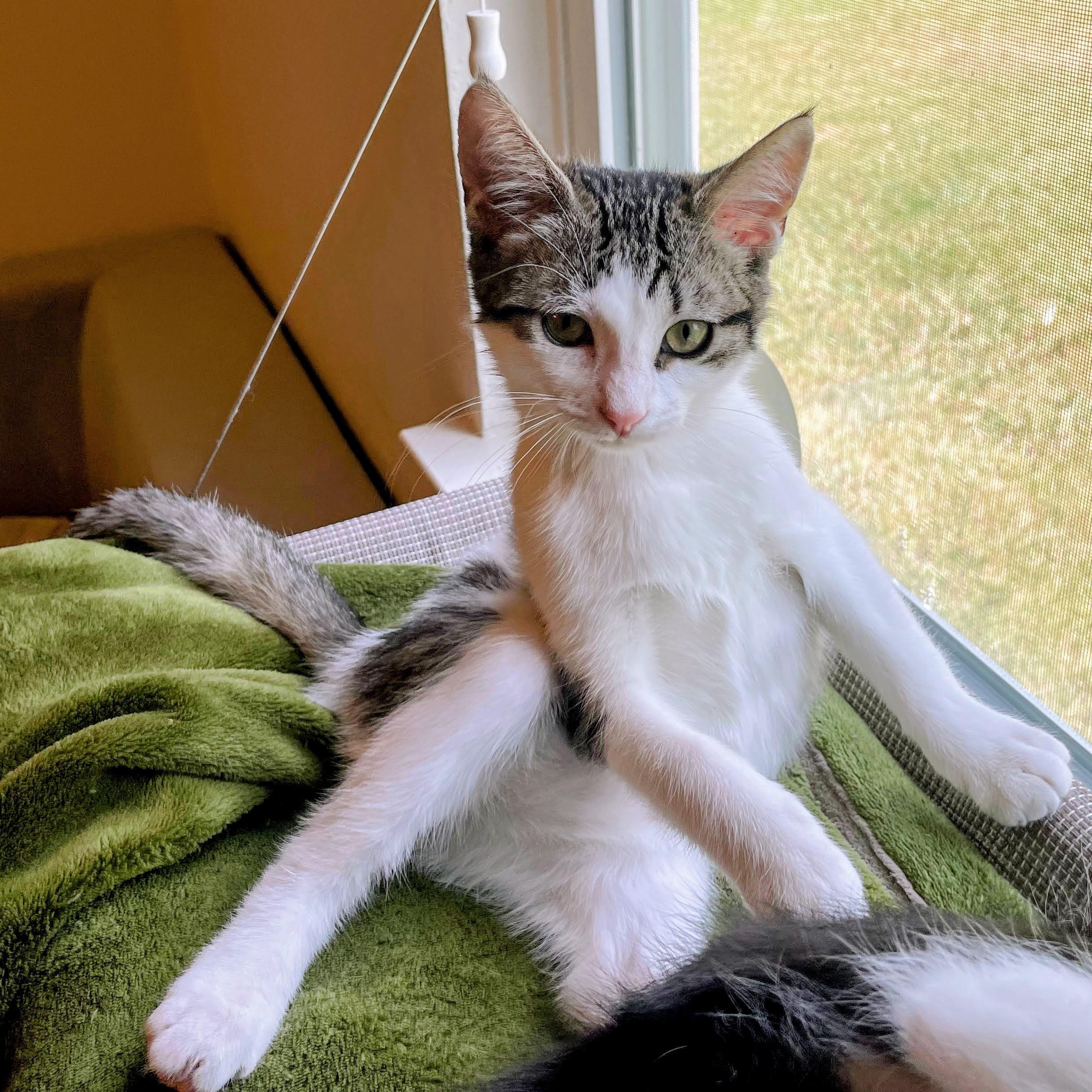 Yukon Gold, a ADOPTABLE Domestic Short Hair in Bryan, TX image 5/5