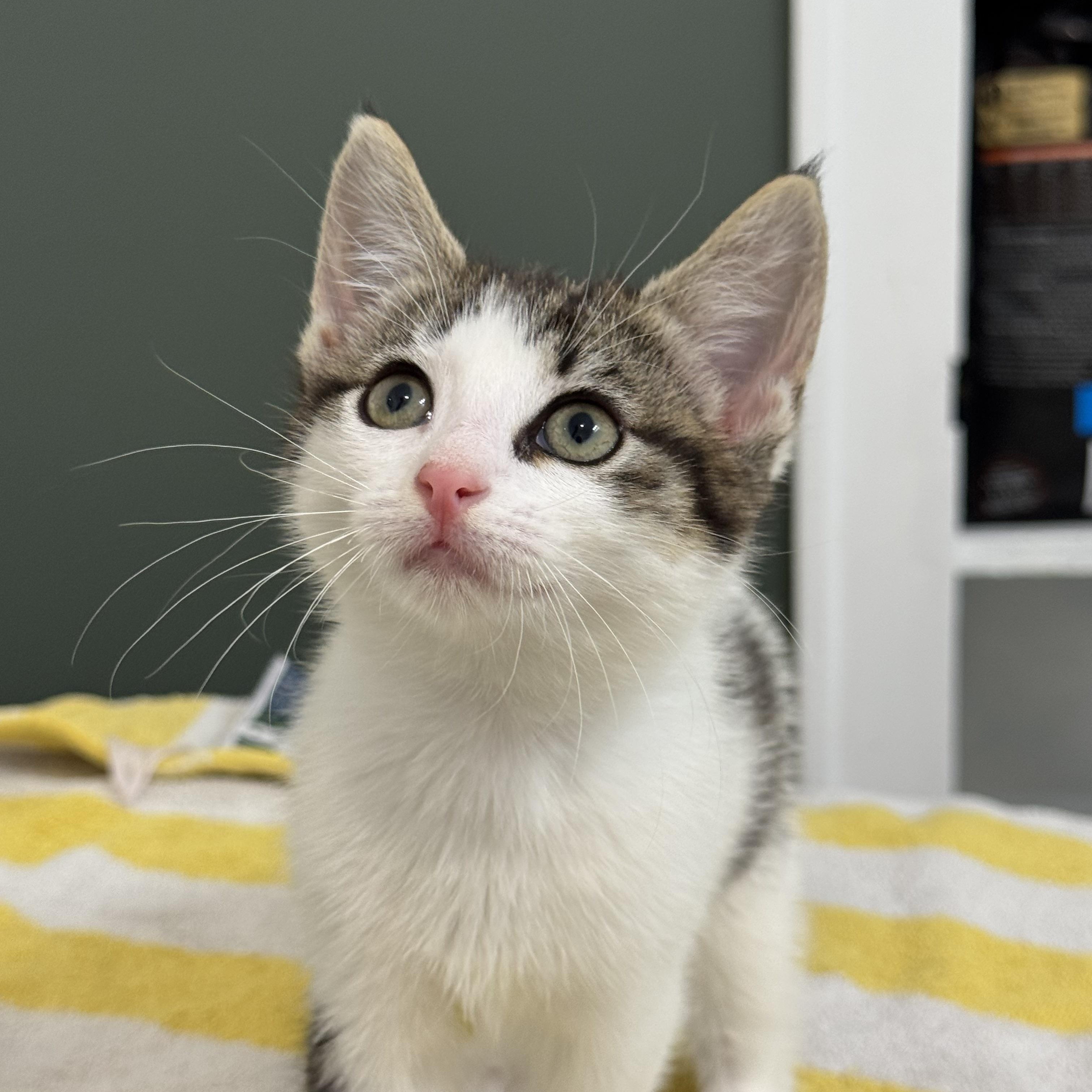 Yukon Gold, a ADOPTABLE Domestic Short Hair in Bryan, TX image 2/5