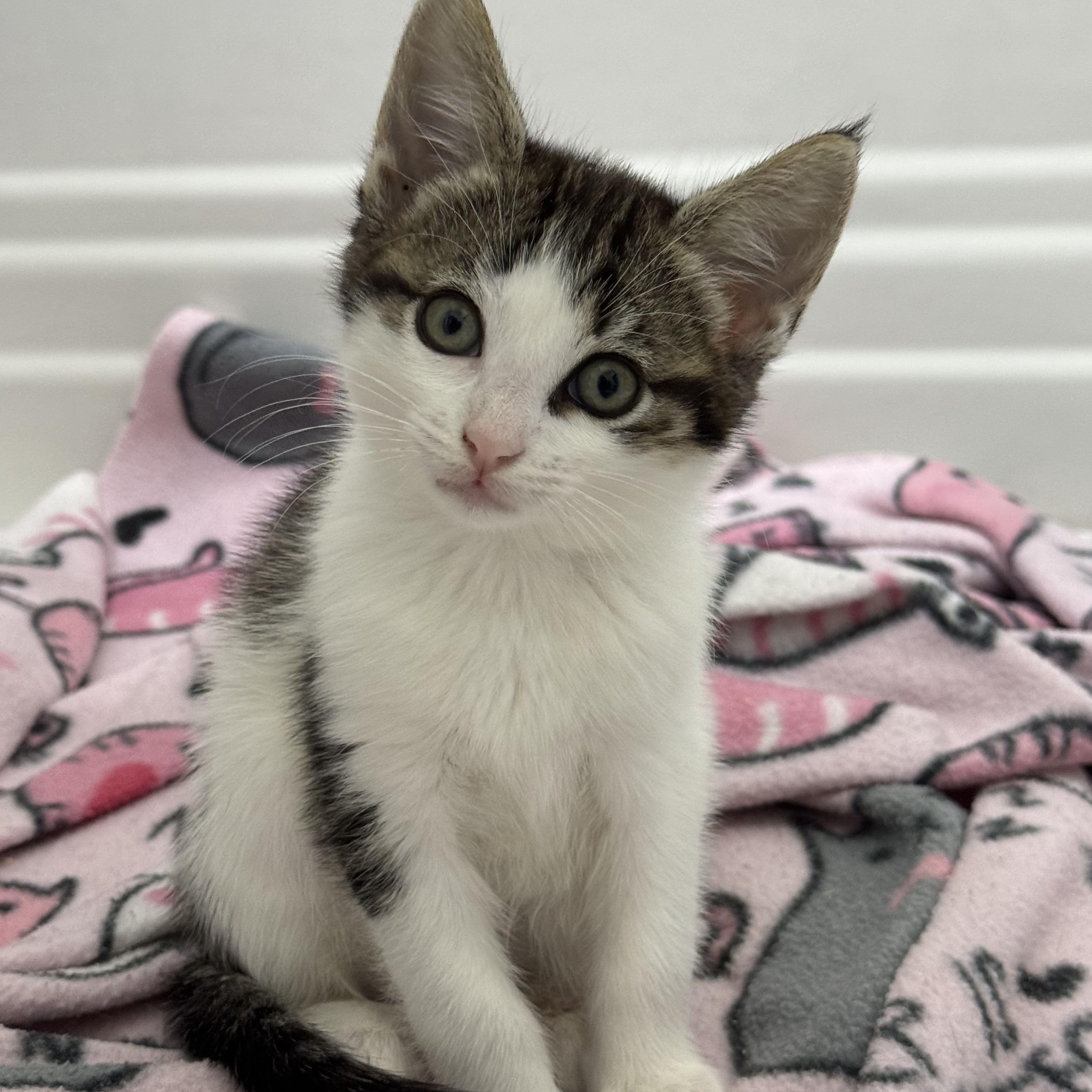 Yukon Gold, ADOPTABLE, Kitten Female Domestic Short Hair.