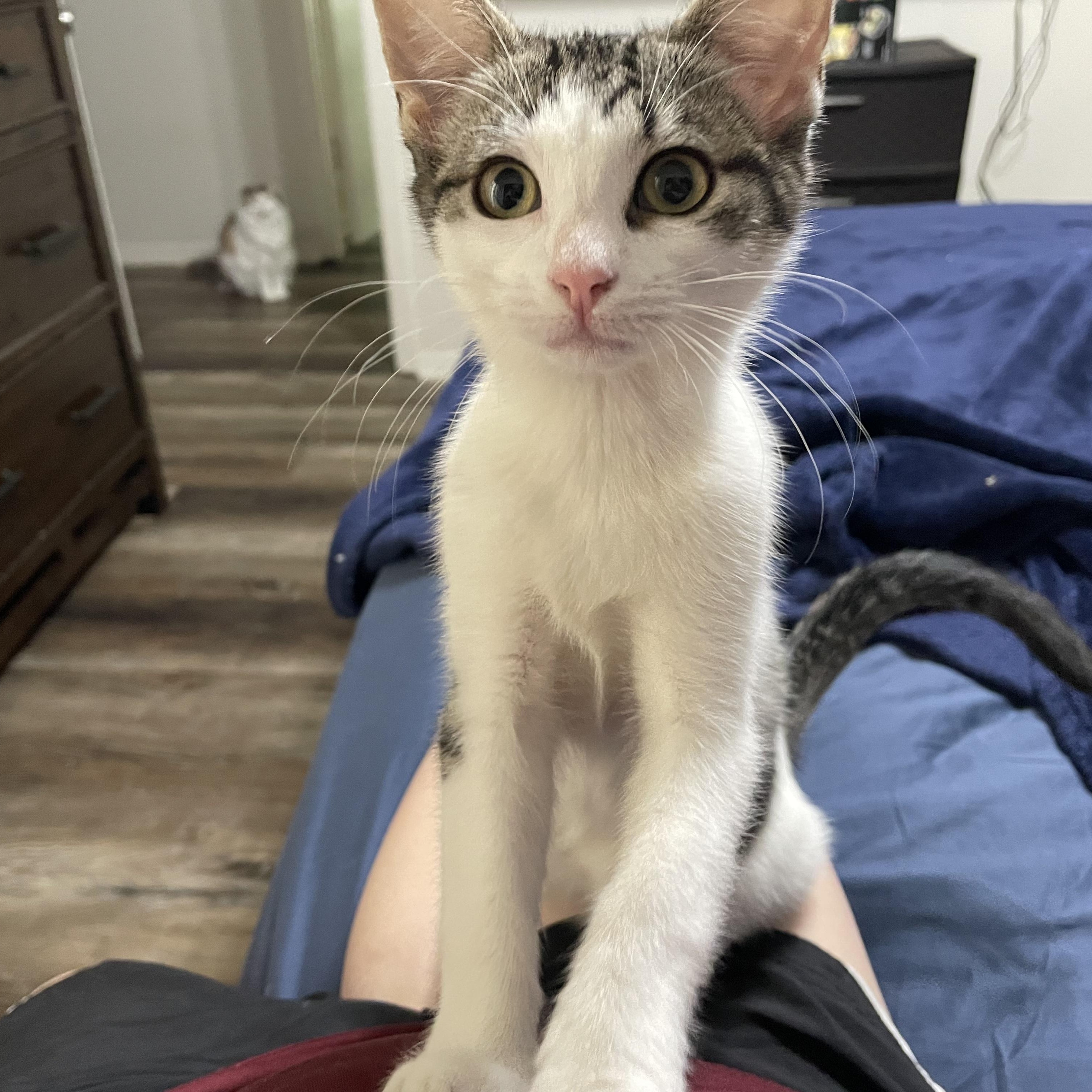 Yukon Gold, a ADOPTABLE Domestic Short Hair in Bryan, TX image 2/5