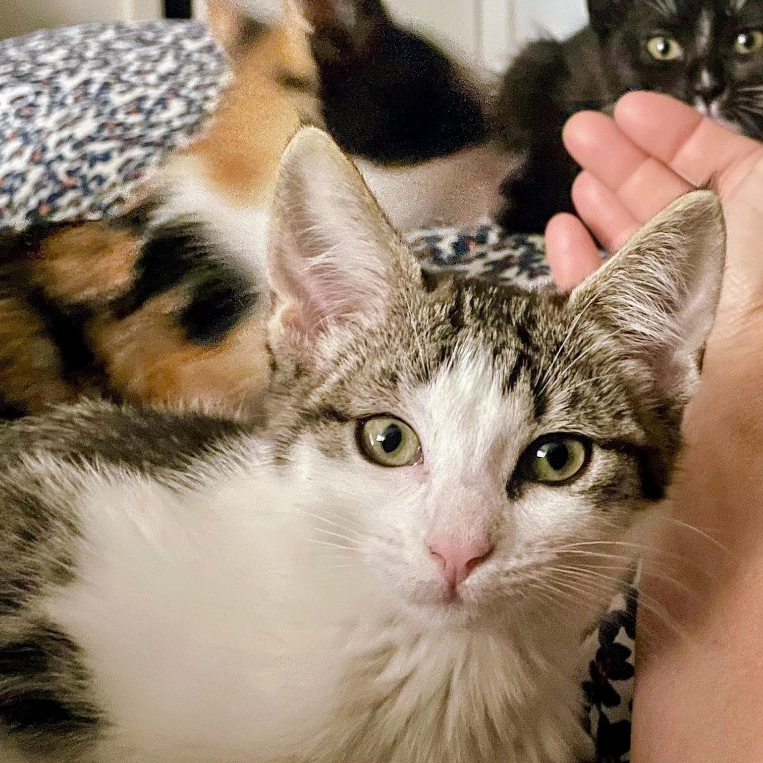 Yukon Gold, a ADOPTABLE Domestic Short Hair in Bryan, TX image 3/5