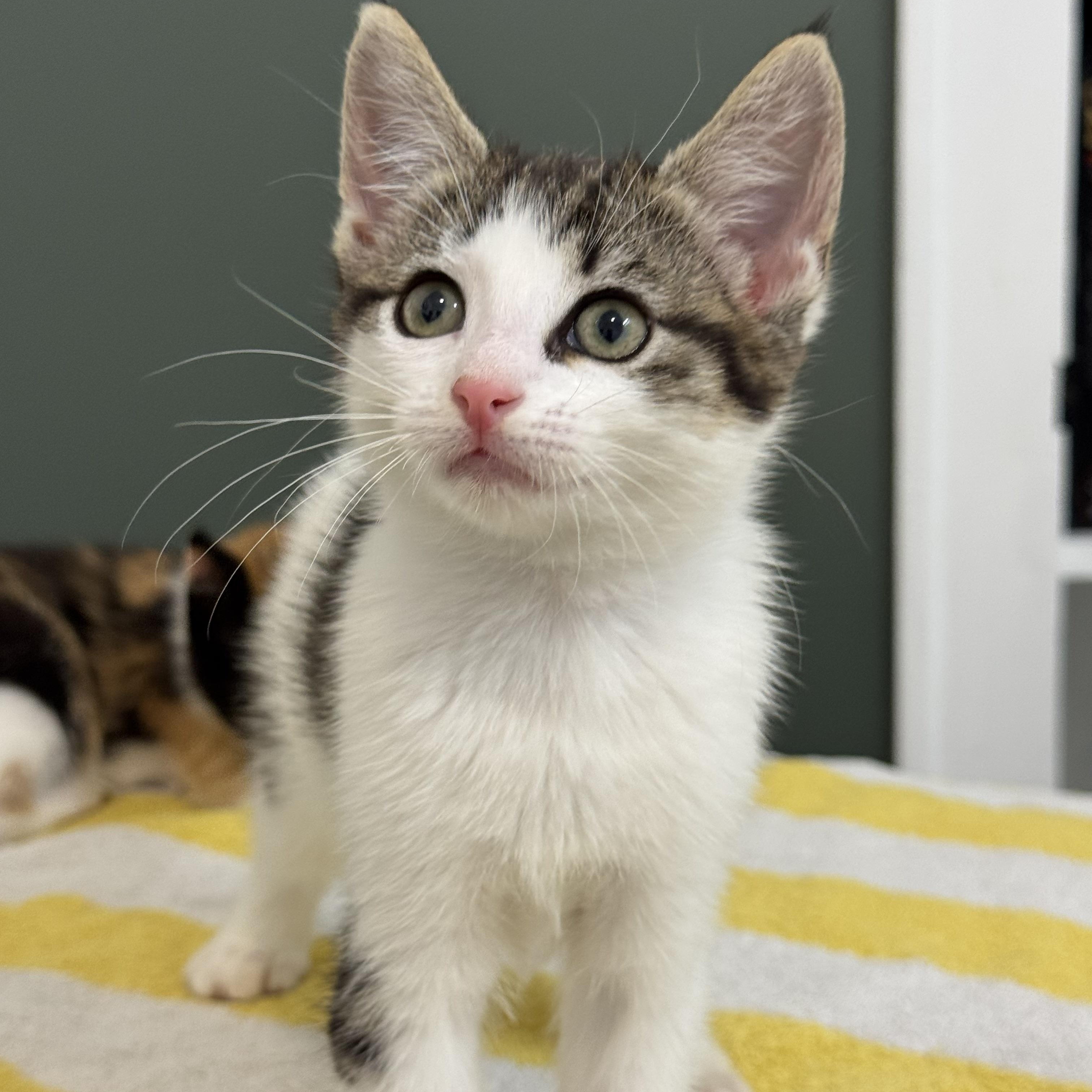 Yukon Gold, a ADOPTABLE Domestic Short Hair in Bryan, TX image 5/5