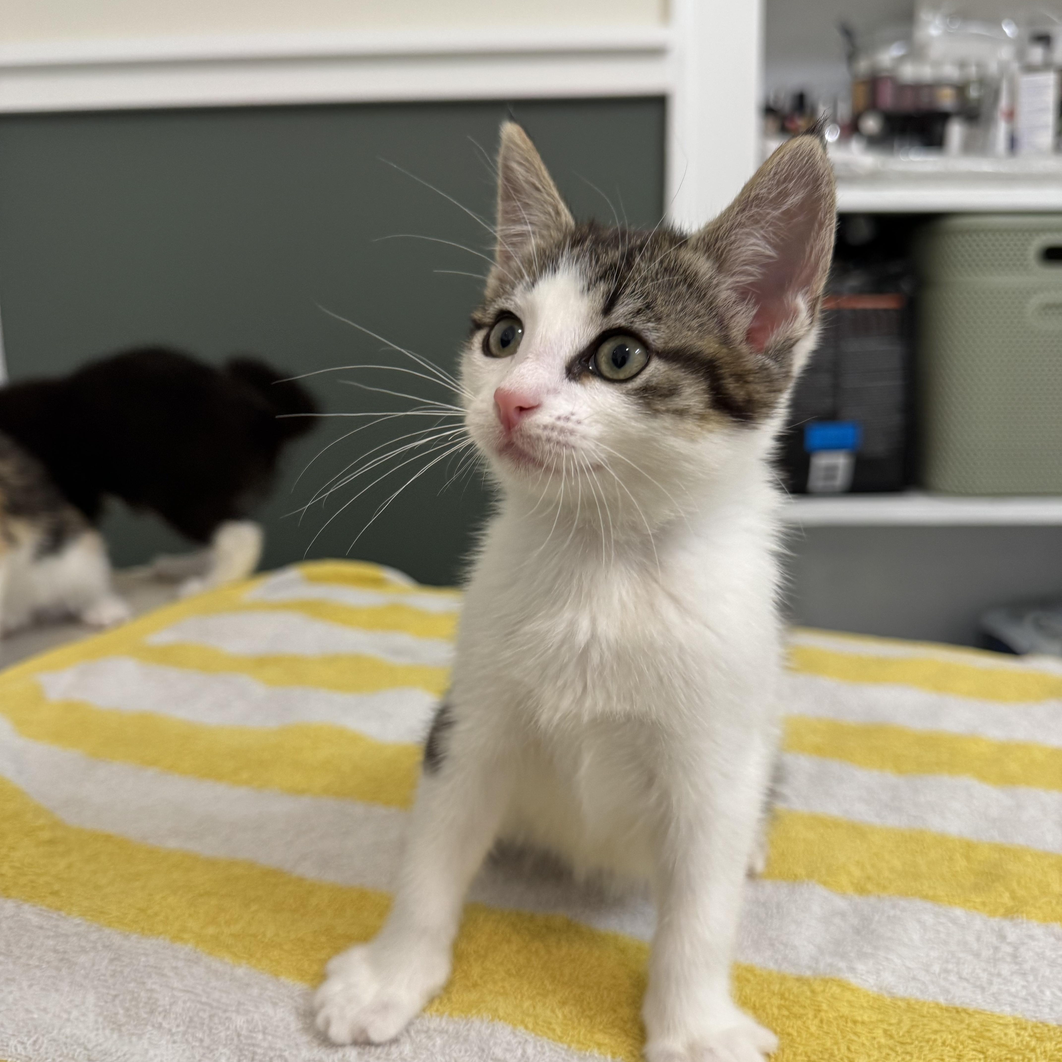 Yukon Gold, a ADOPTABLE Domestic Short Hair in Bryan, TX image 4/5