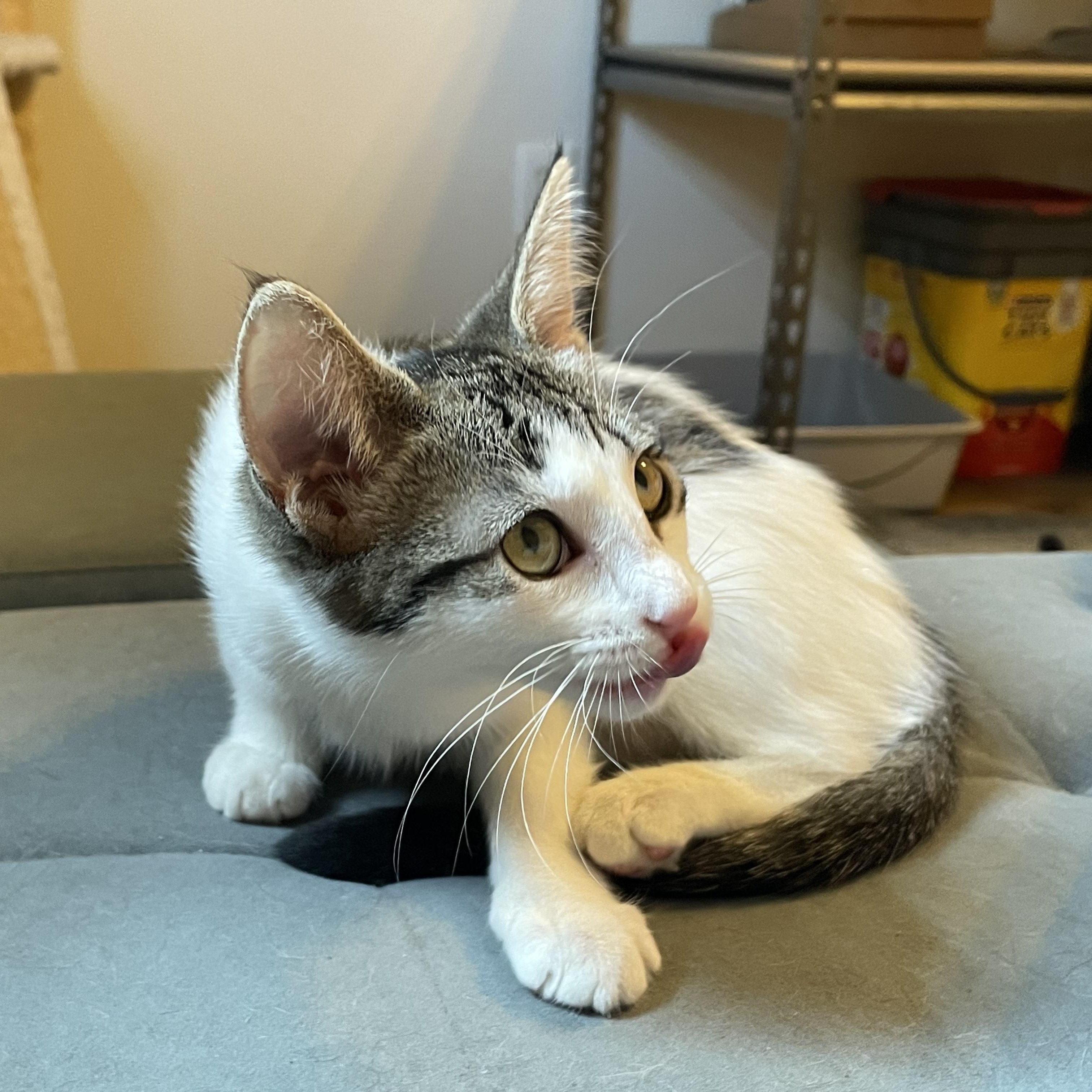 Yukon Gold, a ADOPTABLE Domestic Short Hair in Bryan, TX image 4/5