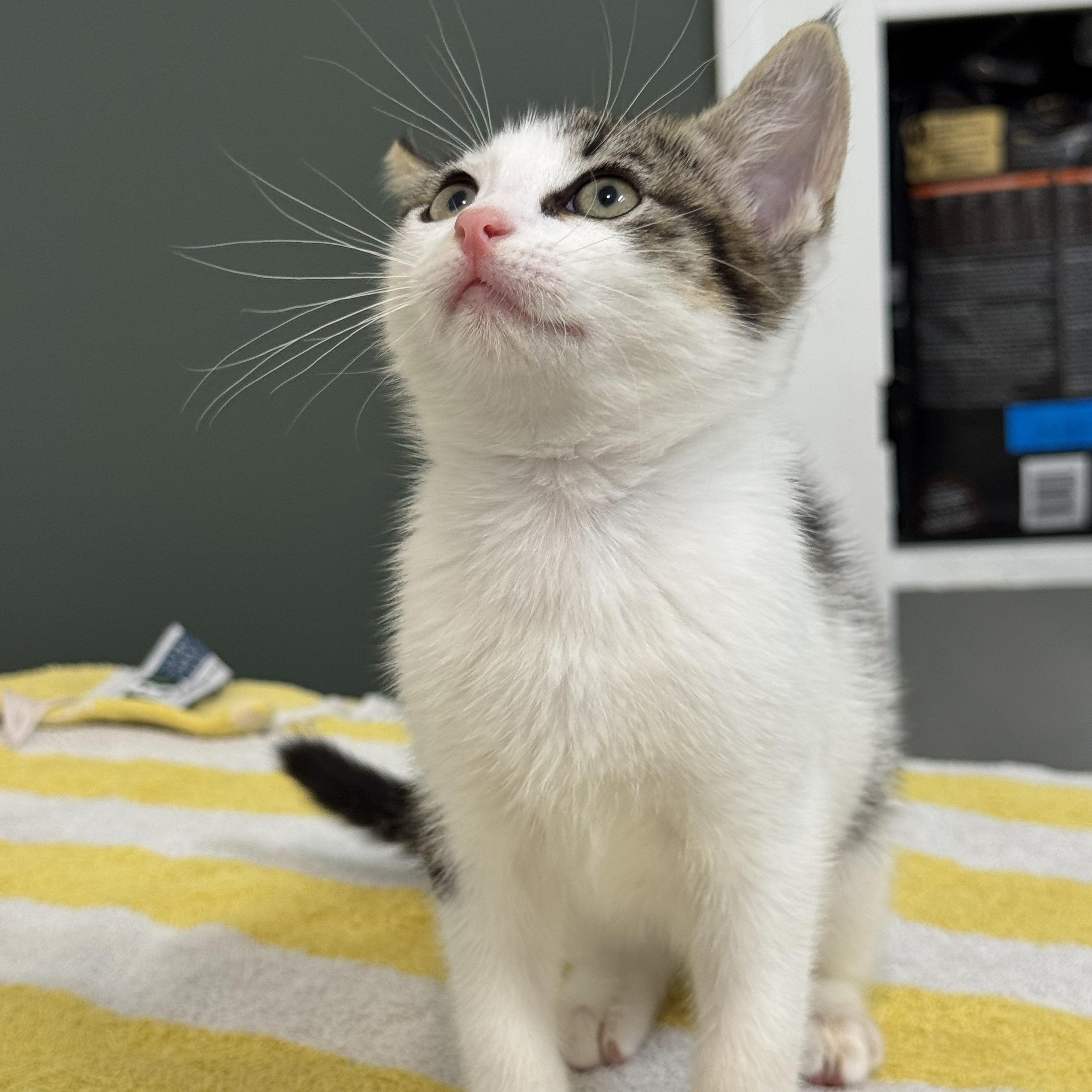 Yukon Gold, a ADOPTABLE Domestic Short Hair in Bryan, TX image 3/5