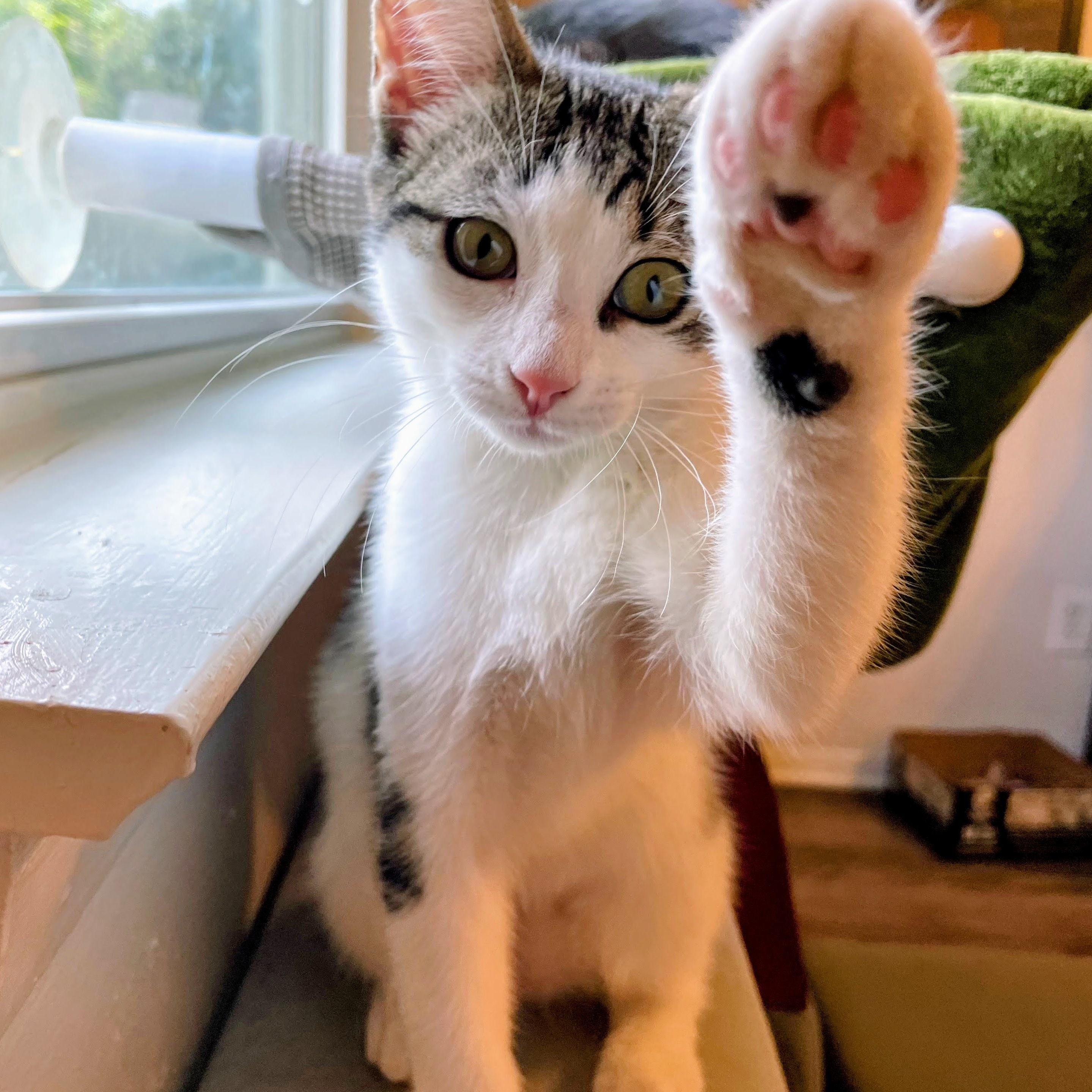 Yukon Gold, a ADOPTABLE Domestic Short Hair in Bryan, TX image 1/5