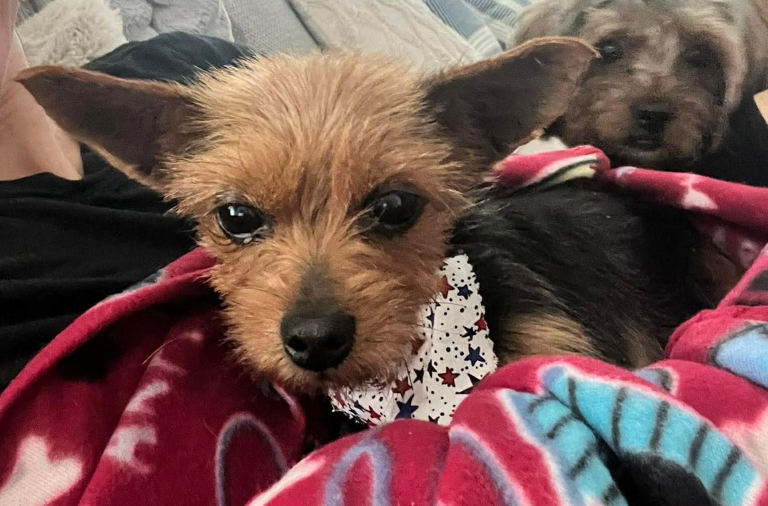 Enlarge Peanut, a ADOPTABLE Yorkshire Terrier in North Olmsted, OH image 2/4
