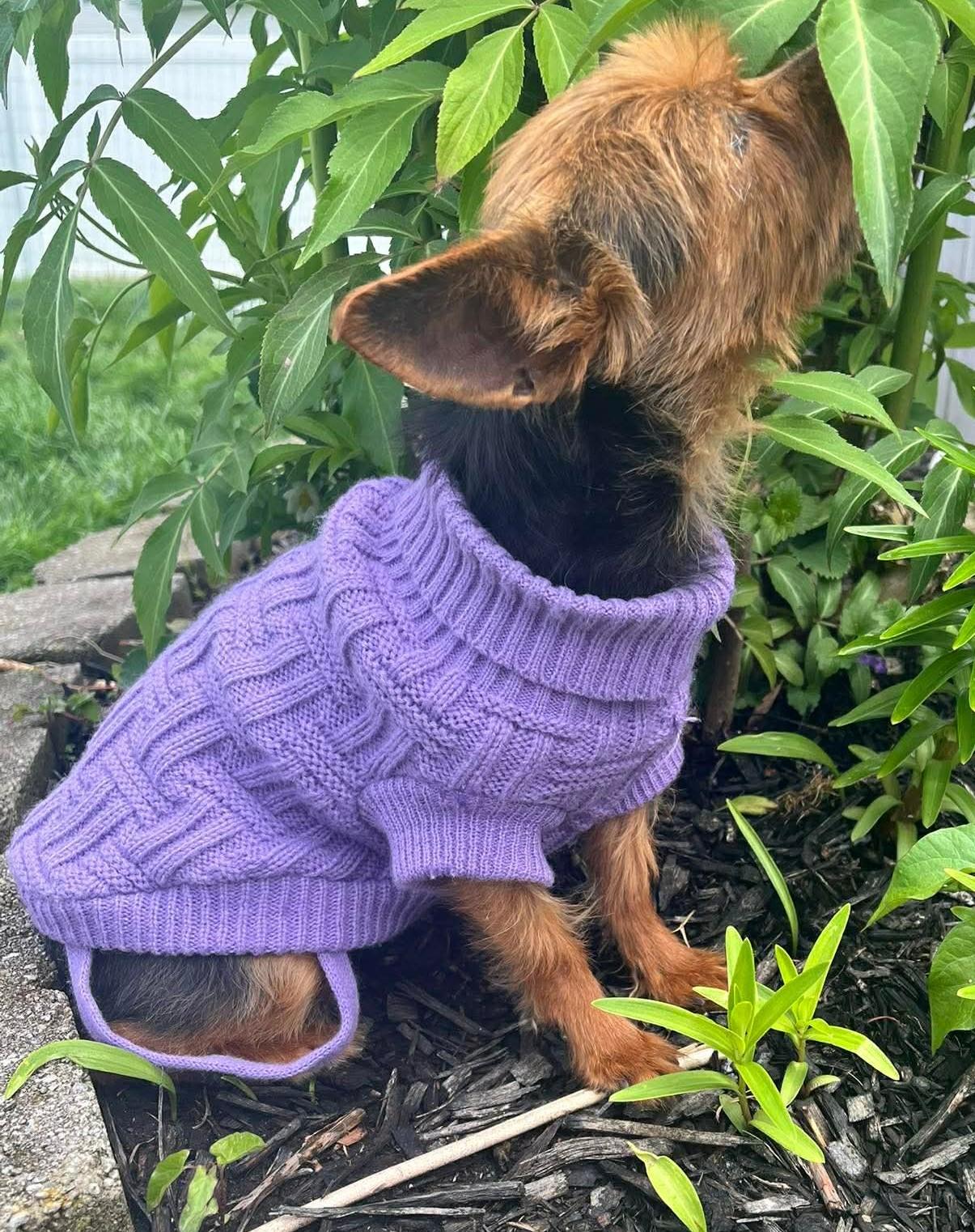 Enlarge Peanut, a ADOPTABLE Yorkshire Terrier in North Olmsted, OH image 3/4