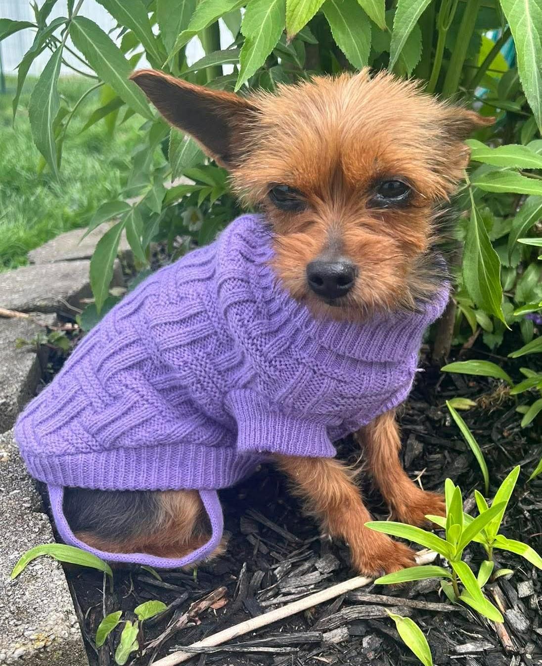 Enlarge Peanut, a ADOPTABLE Yorkshire Terrier in North Olmsted, OH image 1/4