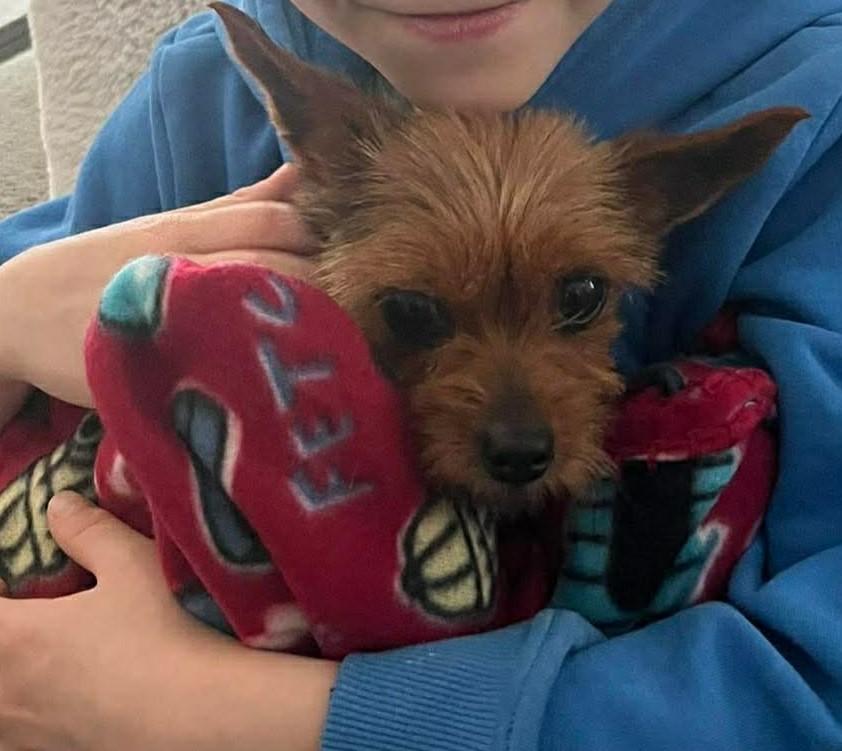 Enlarge Peanut, a ADOPTABLE Yorkshire Terrier in North Olmsted, OH image 4/4