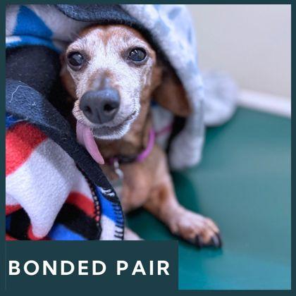 Enlarge Baby, an adopted Mixed Breed in Missoula, MT image 1/1