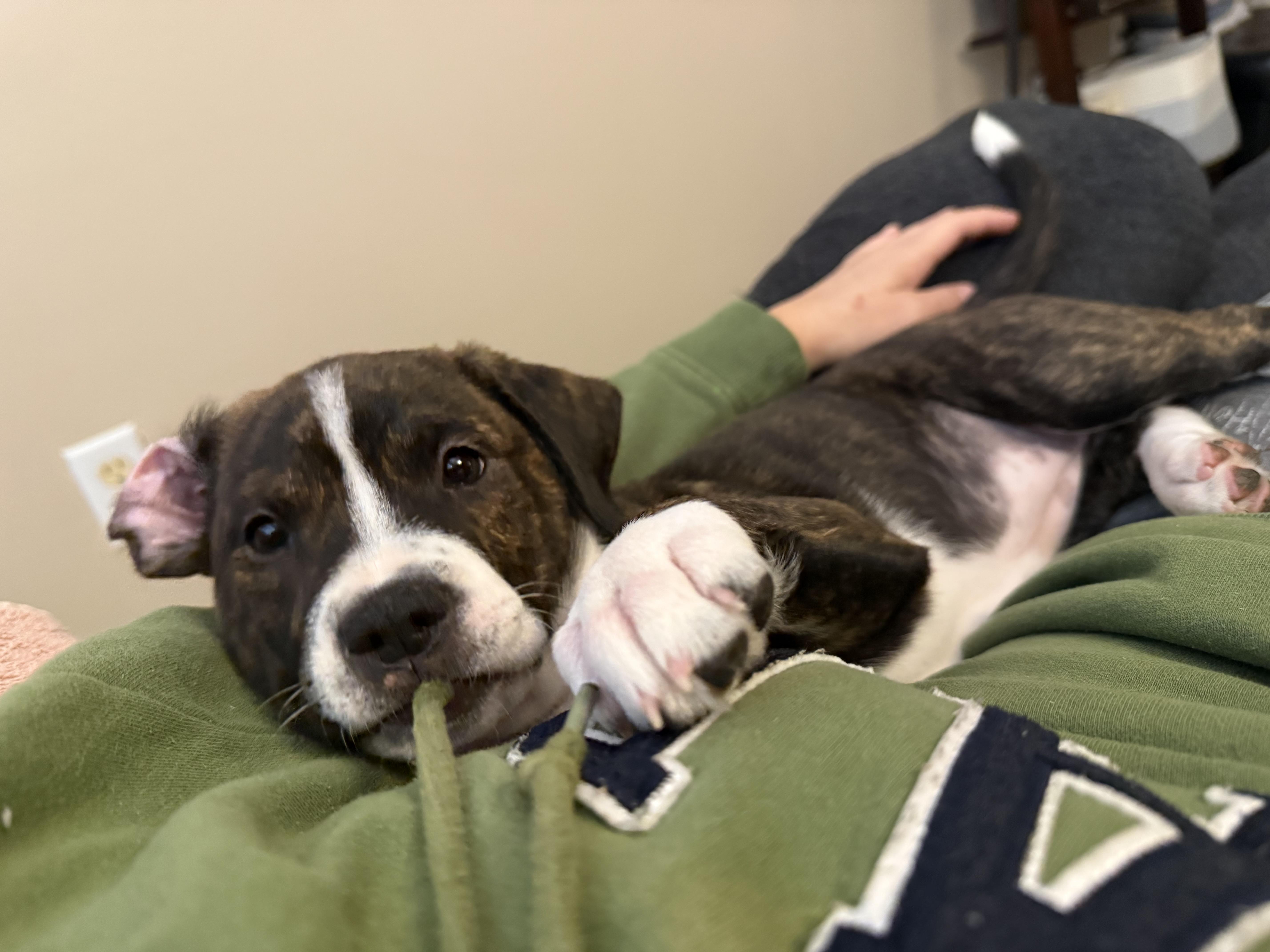 Tornado, an adopted mixed breed in Melbourne , FL image 2/6