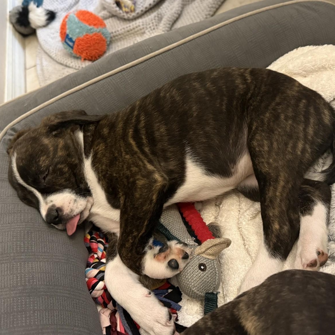 Tornado, an adopted mixed breed in Melbourne , FL image 3/6