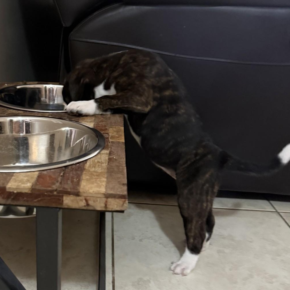 Tornado, an adopted mixed breed in Melbourne , FL image 4/6