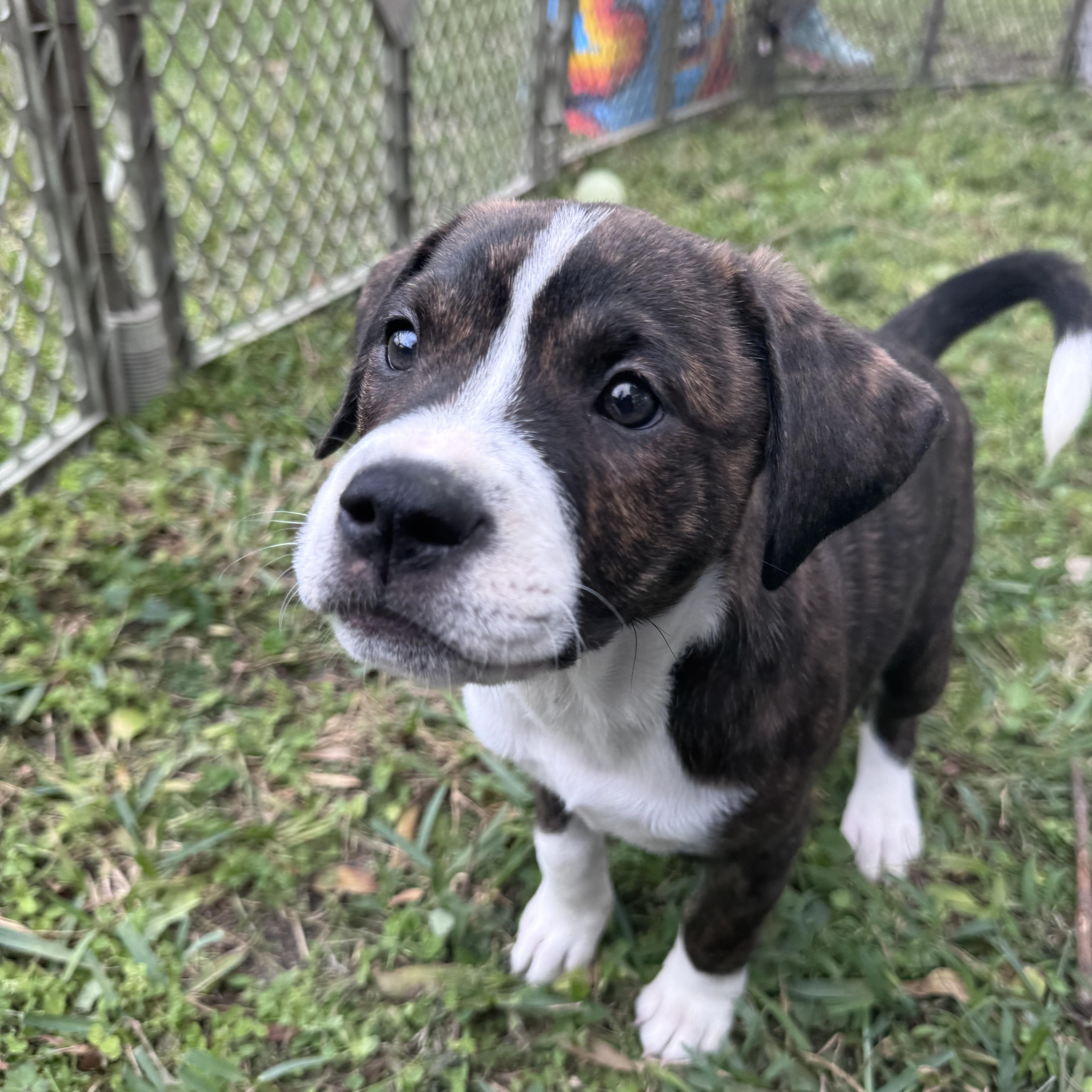 Tornado, adopted, Puppy Female American Bulldog & Terrier.