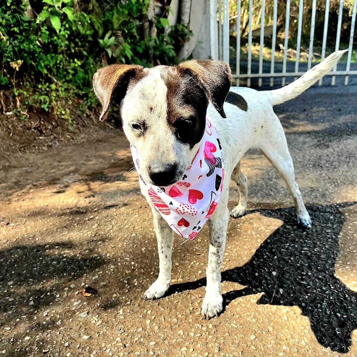 Dolly Parton "i Will thumbnail 2