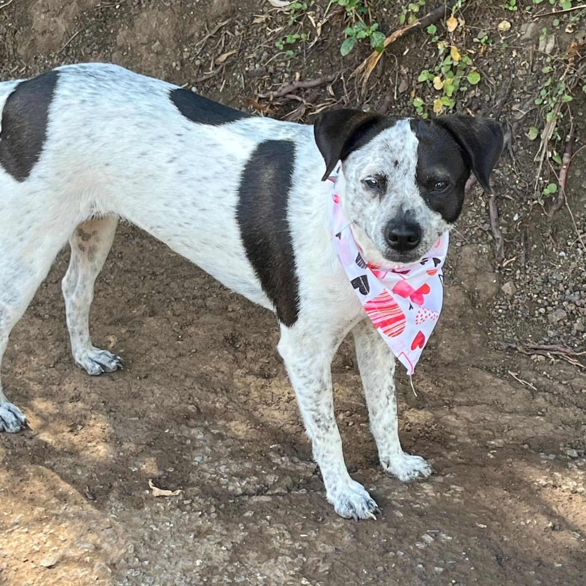 Dolly Parton "i Will thumbnail 4