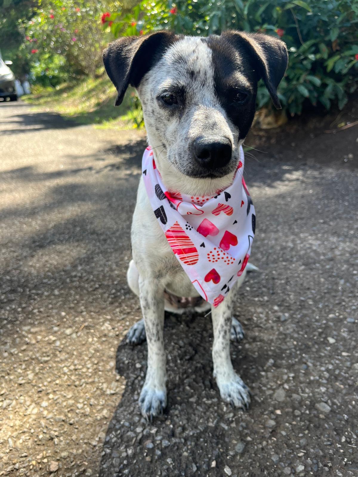 Dolly Parton "i Will thumbnail 5