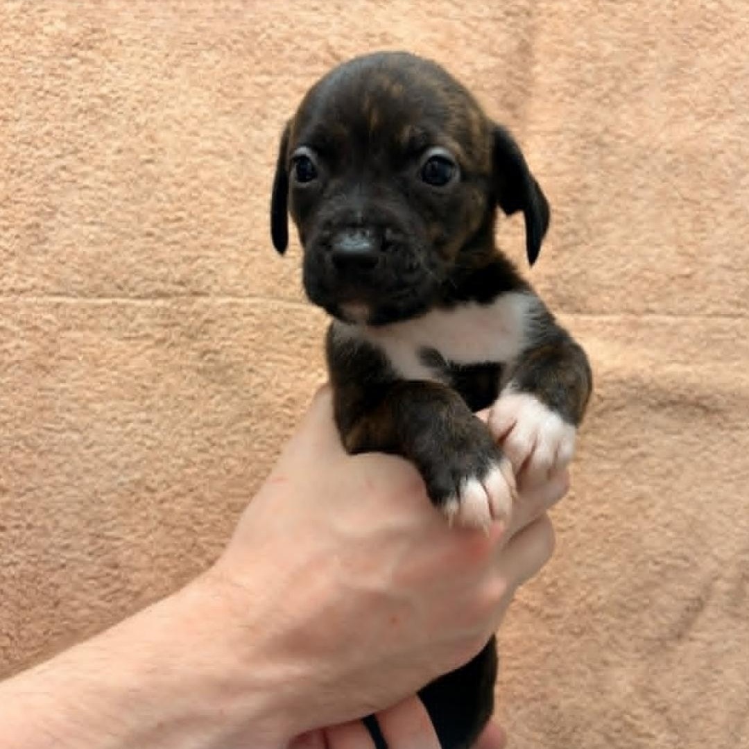 Enlarge Walker, a Adoptable mixed breed in Schenectady, NY image 1/1