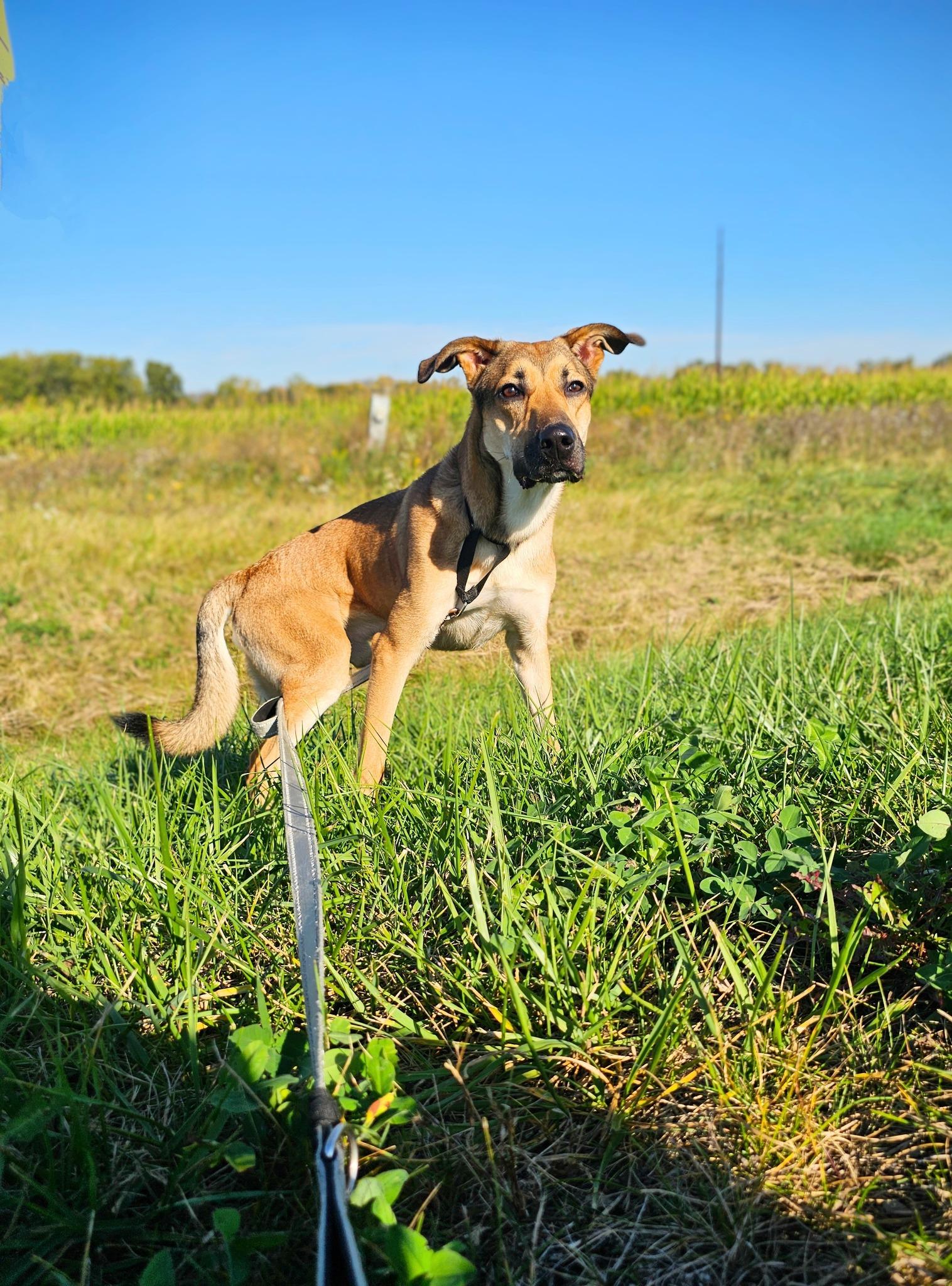 Blippi, an adoptable Mixed Breed in Oconto, WI, 54153 | Photo Image 4